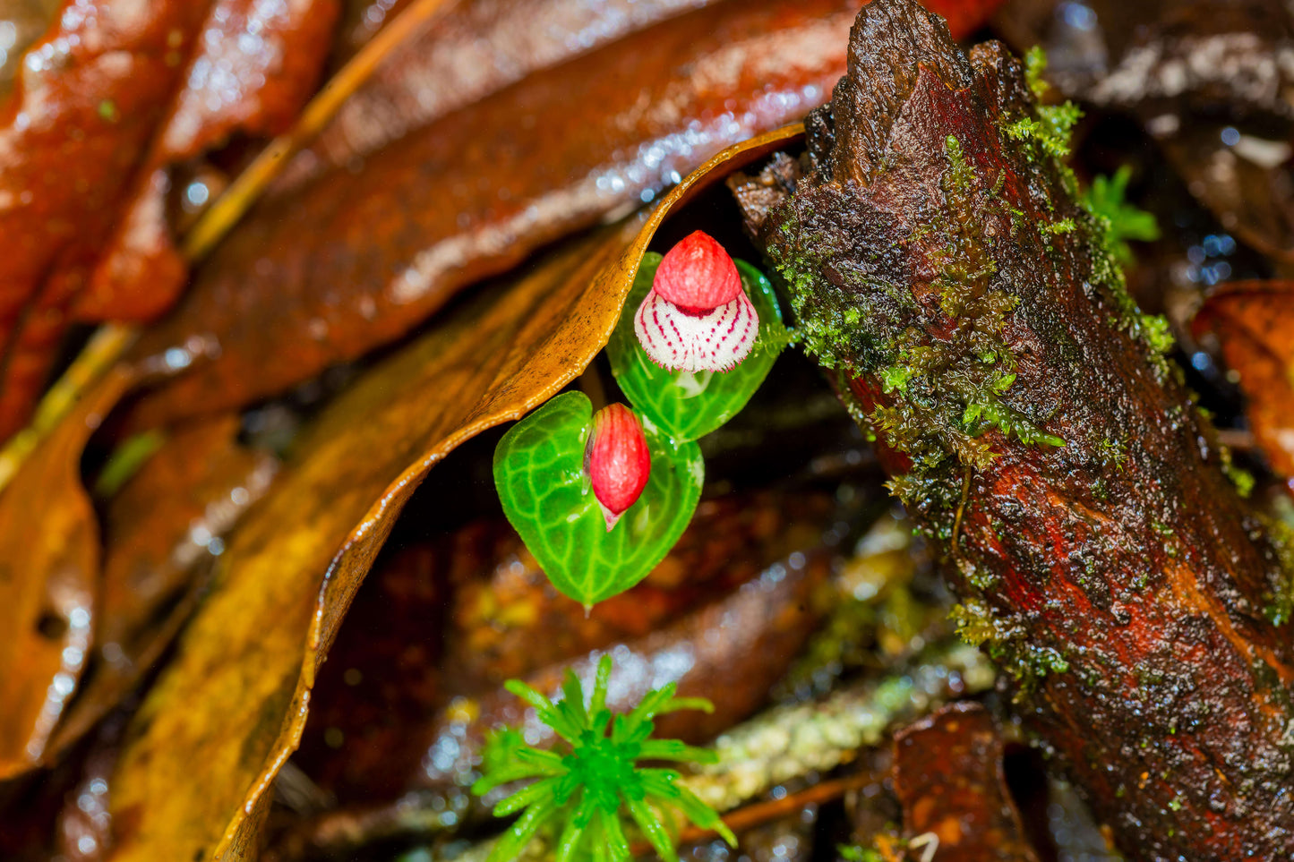 Corybas taliensis Tang & F.T. Wang (1951) is an accepted species native to western Sichuan and western Yunnan, China. It is a tuberous geophyte that thrives in temperate environments. This orchid produces a single, small flower—about 0.6 inches (1.4 cm) across—and grows terrestrially or lithophytically on mossy rocks or forest floors at elevations of 1,500–2,600 m. It is characterized by a heart-shaped, net-veined leaf and a short, hairy subterranean stem.