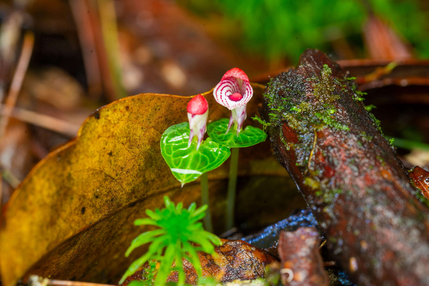Corybas taliensis Tang & F.T. Wang (1951) is an accepted species native to western Sichuan and western Yunnan, China. It is a tuberous geophyte that thrives in temperate environments. This orchid produces a single, small flower—about 0.6 inches (1.4 cm) across—and grows terrestrially or lithophytically on mossy rocks or forest floors at elevations of 1,500–2,600 m. It is characterized by a heart-shaped, net-veined leaf and a short, hairy subterranean stem.