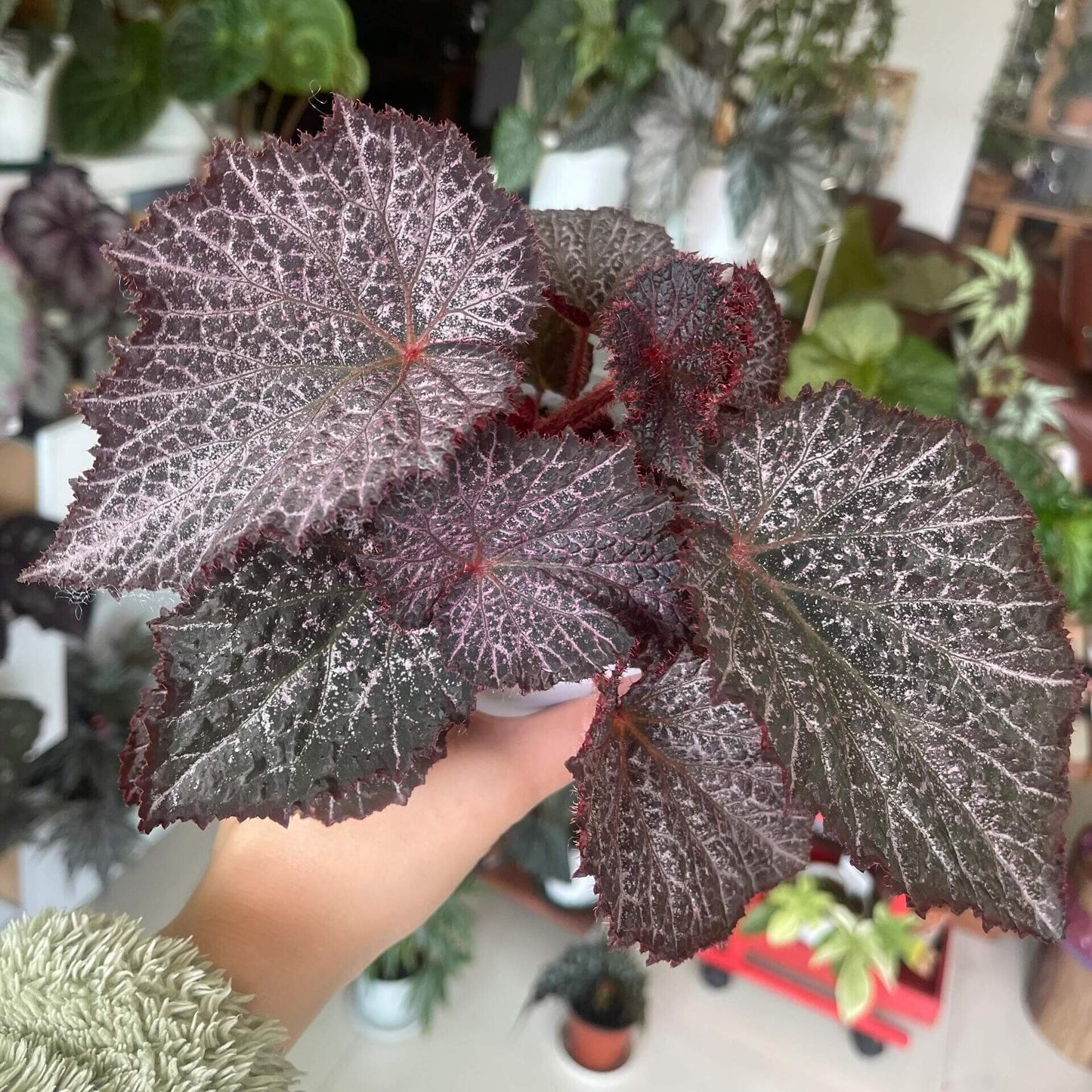 The Begonia Chocolate Lace is a decorative-leaf variety known for its eye-catching foliage. The deep black or dark purple leaves are adorned with a silver lace-like pattern, adding an elegant touch to any room. Ideal for indoor spaces, this begonia will bring a unique and sophisticated flair to your home decor.