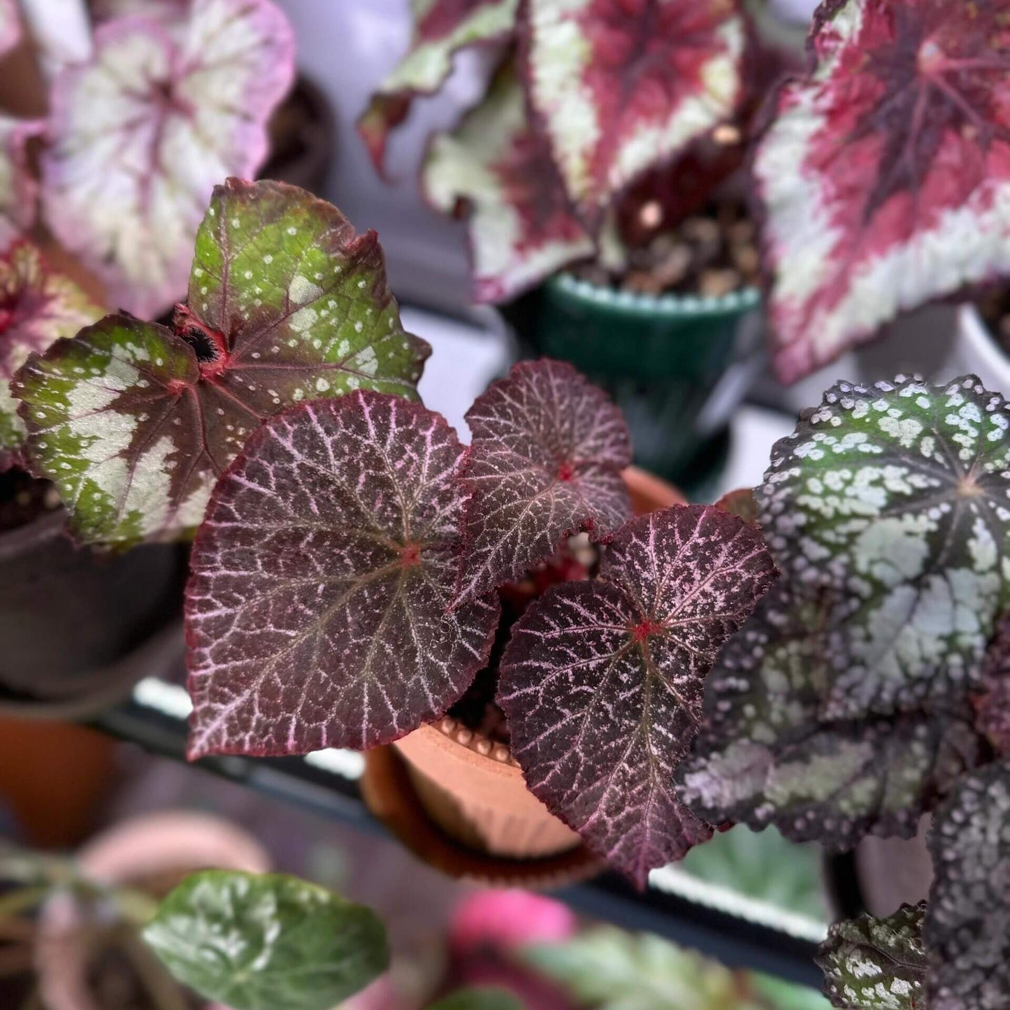 The Begonia Chocolate Lace is a decorative-leaf variety known for its eye-catching foliage. The deep black or dark purple leaves are adorned with a silver lace-like pattern, adding an elegant touch to any room. Ideal for indoor spaces, this begonia will bring a unique and sophisticated flair to your home decor.
