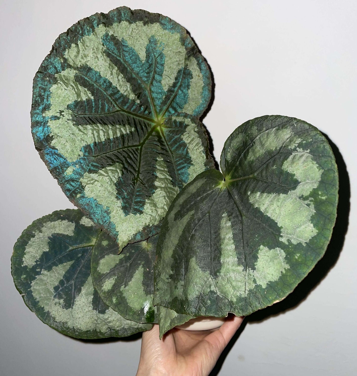 Begonia lanternaria is a stunning rhizomatous begonia native to the humid forests of Guangxi (China) and Vietnam. This begonia is prized for its large, asymmetrical leaves that are pale green with a nearly silver hue, accented by a bold dark vein running through them. The green, slightly hairy stems and small white to pale pink flowers further add to its charm. This plant thrives in its natural habitat on limestone rocks and requires specific care to replicate those conditions.