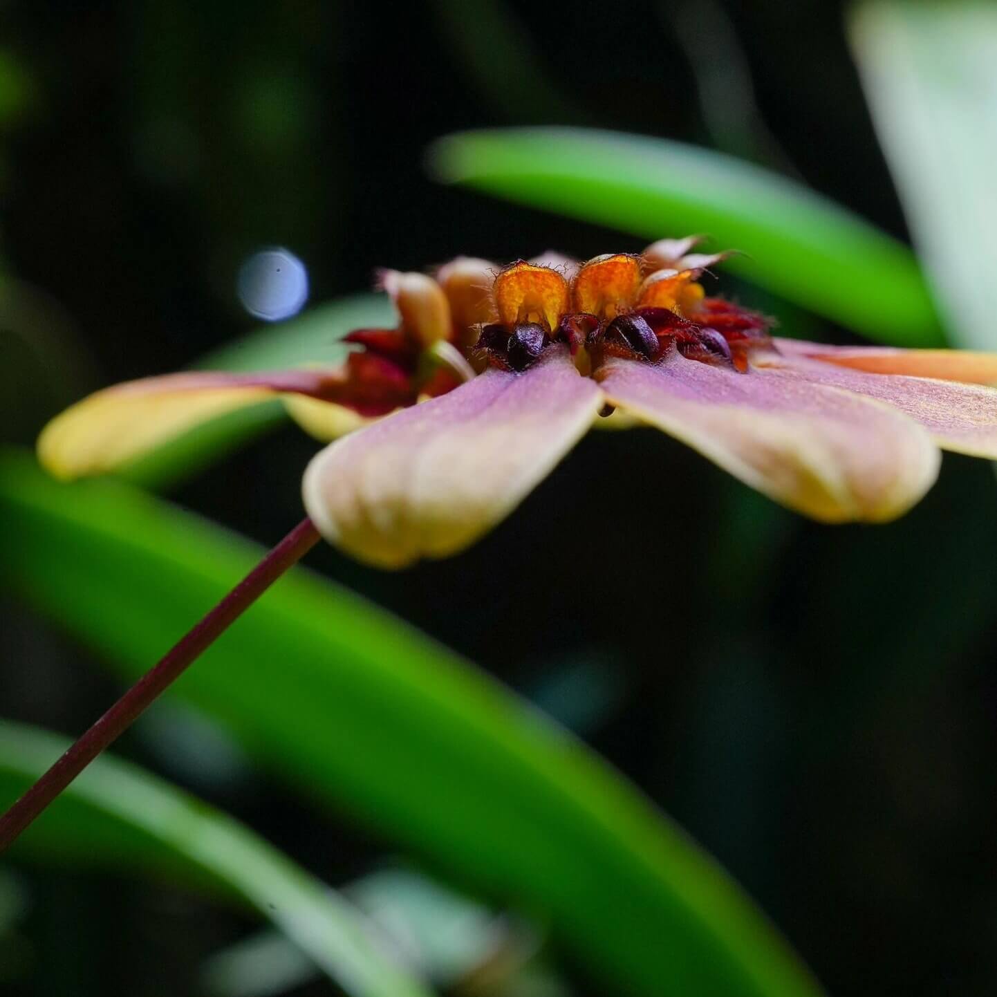 Bulbophyllum mastersianum is a captivating miniature orchid native to the montane forests of Borneo and the Moluccas, thriving at elevations up to approximately 500 meters.