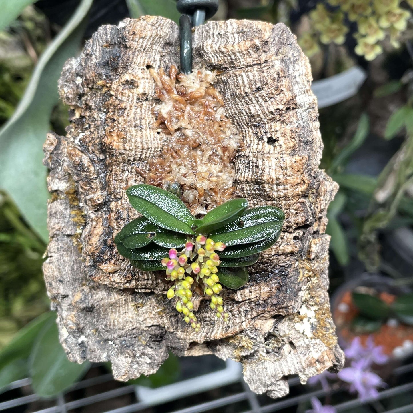 Schoenorchis tixieri is a diminutive and captivating orchid species native to southern Yunnan province in China and central Laos. This orchid is very small, making it perfect for terrariums where space and humidity can be carefully controlled.