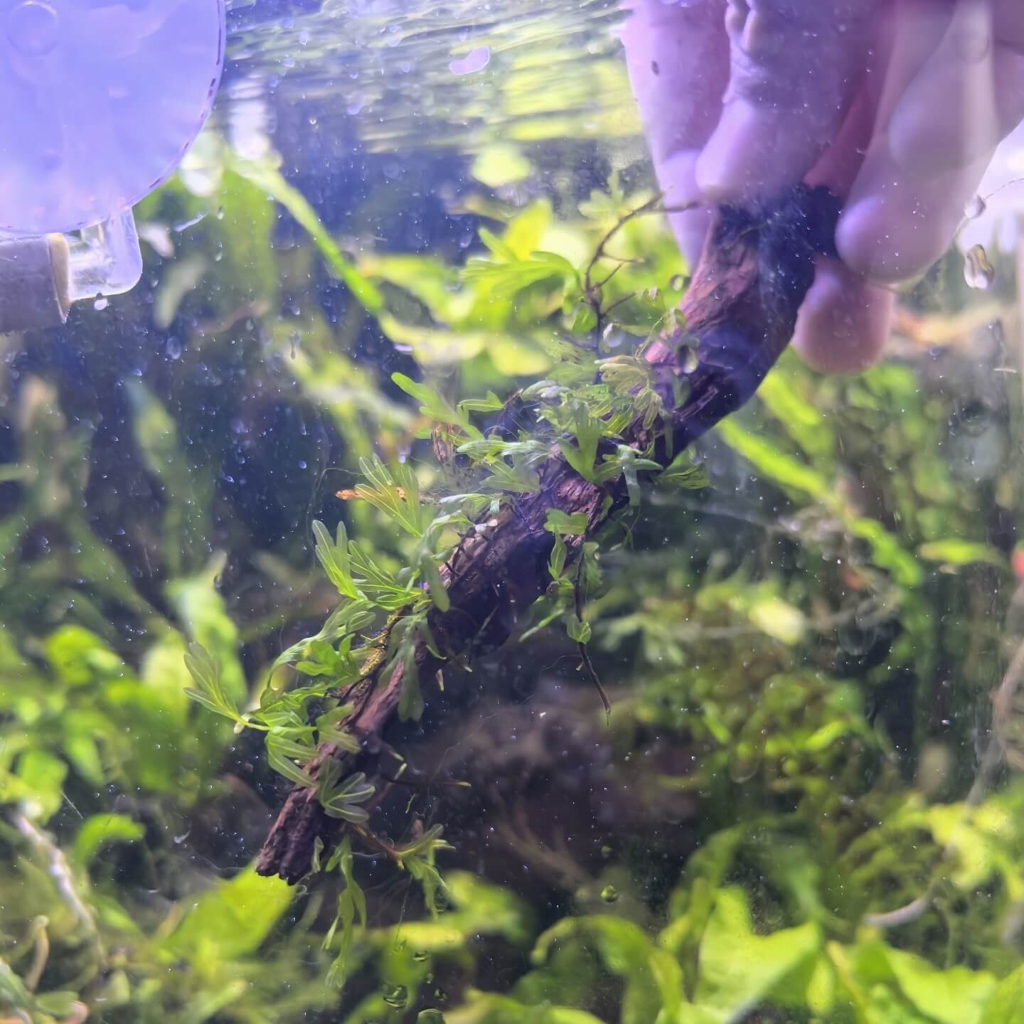 Crepidomanes aff. latemarginale is native to Vietnam and closely resembles Crepidomanes latemarginale. However, the mature fronds of Crepidomanes aff. latemarginale can reach over 5 cm in length. This size difference may be due to a slight variation of Crepidomanes latemarginale that occurred in Vietnam.