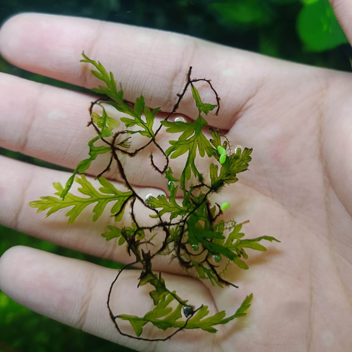 Crepidomanes omeiense, a species of filmy fern in the Hymenophyllaceae family, was first described by Ching & Chiu in 1959. Native to Sichuan province, China, it features delicate and translucent fronds typical of filmy ferns, requiring high humidity and moisture to thrive. Well-suited for terrariums, it can also be grown underwater, making it an excellent choice as an aquatic plant.