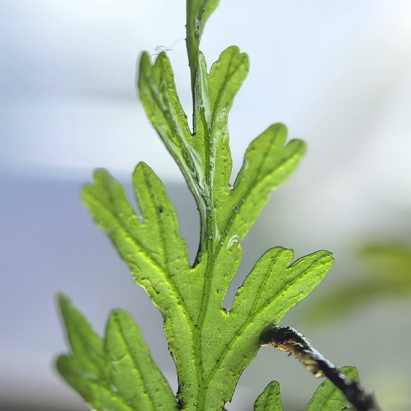 Crepidomanes omeiense, a species of filmy fern in the Hymenophyllaceae family, was first described by Ching & Chiu in 1959. Native to Sichuan province, China, it features delicate and translucent fronds typical of filmy ferns, requiring high humidity and moisture to thrive. Well-suited for terrariums, it can also be grown underwater, making it an excellent choice as an aquatic plant.