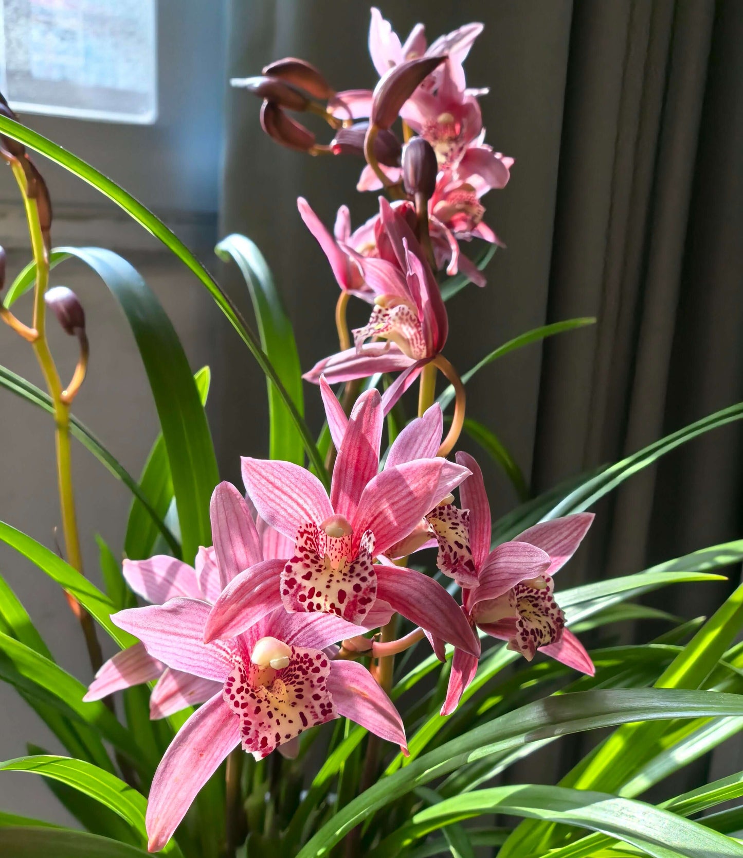 Cymbidium ‘Miss Taipei Unveiled’ is a hybrid in the Cymbidium genus, created by crossing Cymbidium Super Baby with Cymbidium sinense.