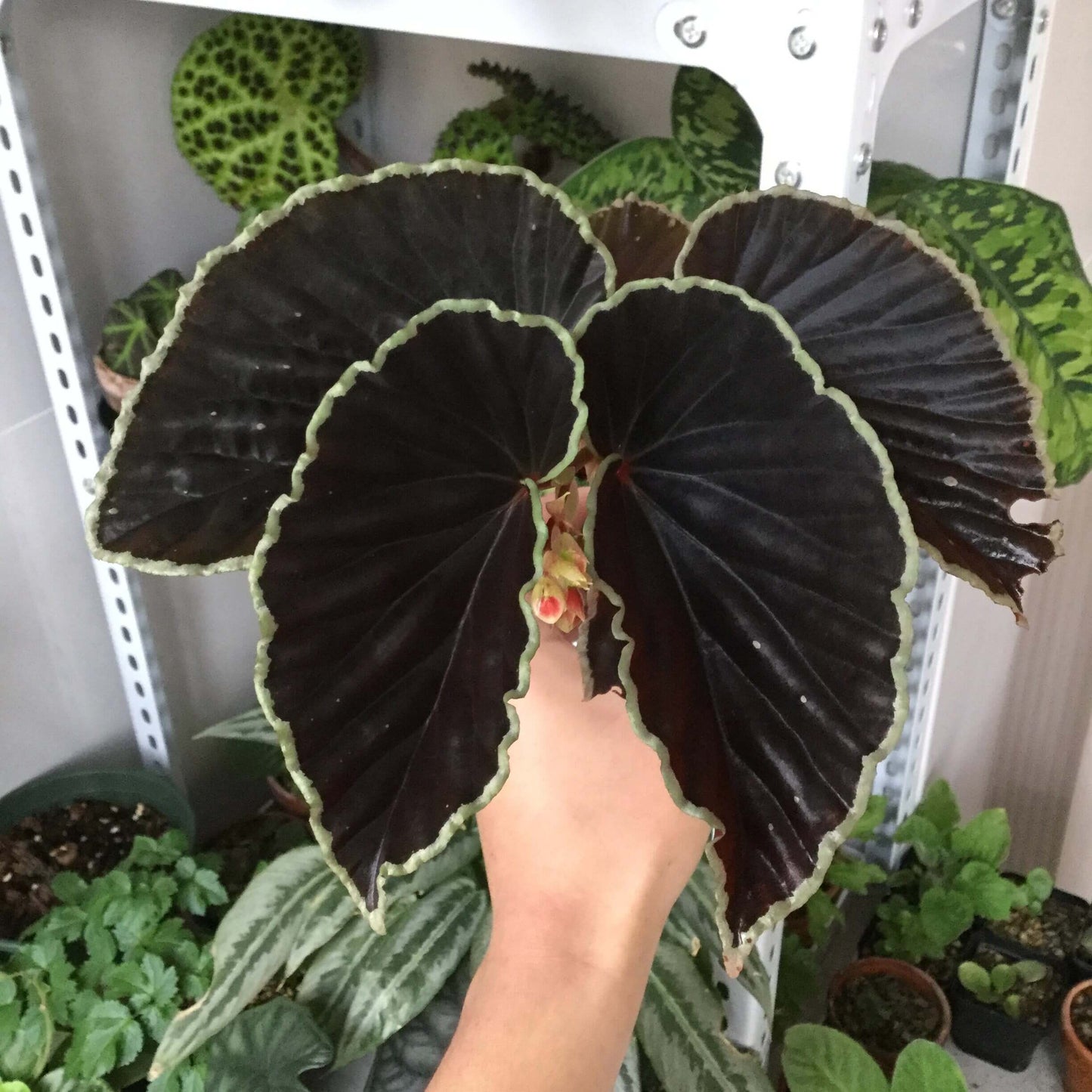 Begonia darthvaderiana, also known as the "Darth Vader Begonia," is a striking and rare species native to Borneo. Known for its unique dark foliage, this begonia features nearly black leaves with vibrant lime green edges, giving it a bold, dramatic look. Discovered in 2013, the plant’s eye-catching appearance is complemented by its vivid red flowers, making it an exceptional addition to any collection.
