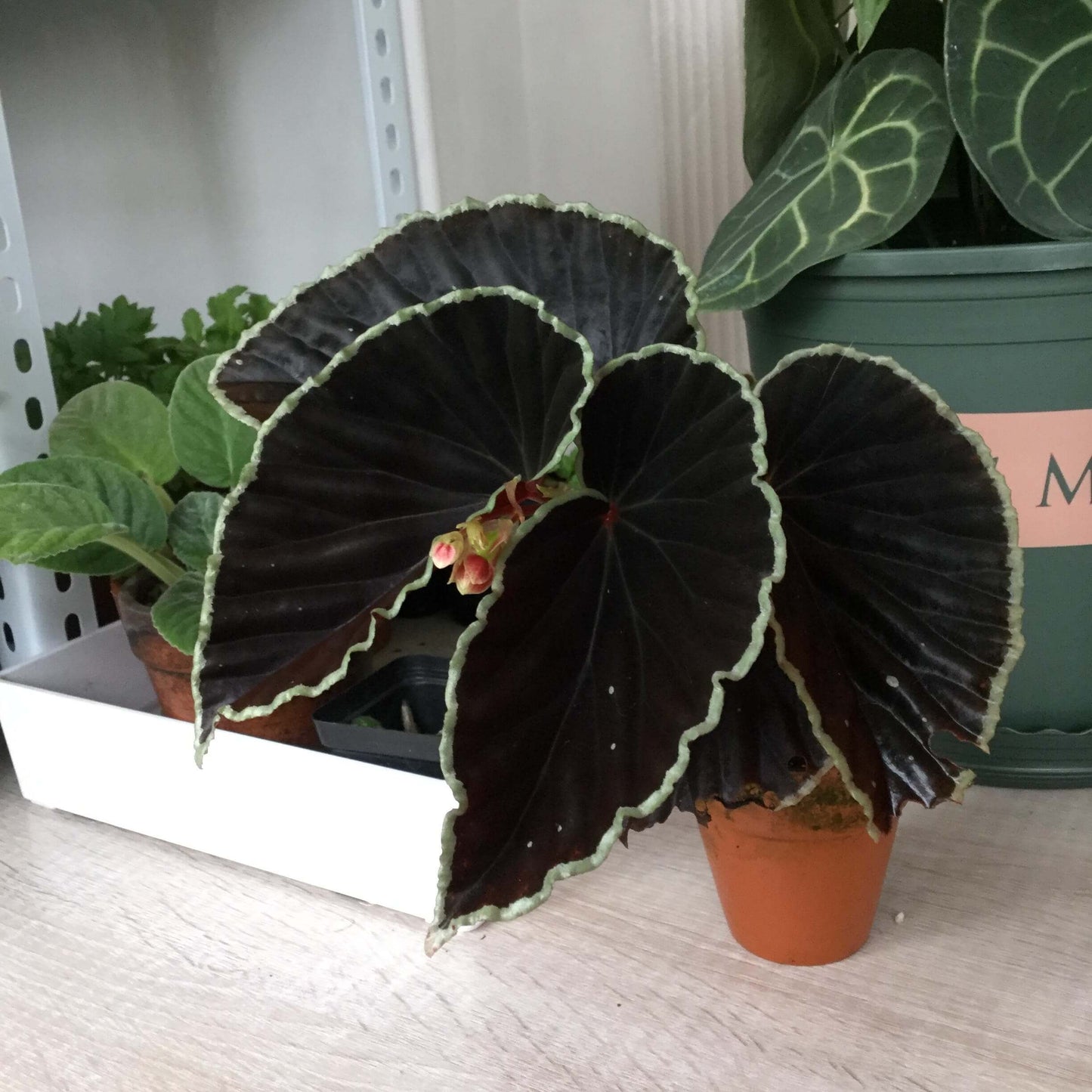 Begonia darthvaderiana, also known as the "Darth Vader Begonia," is a striking and rare species native to Borneo. Known for its unique dark foliage, this begonia features nearly black leaves with vibrant lime green edges, giving it a bold, dramatic look. Discovered in 2013, the plant’s eye-catching appearance is complemented by its vivid red flowers, making it an exceptional addition to any collection.