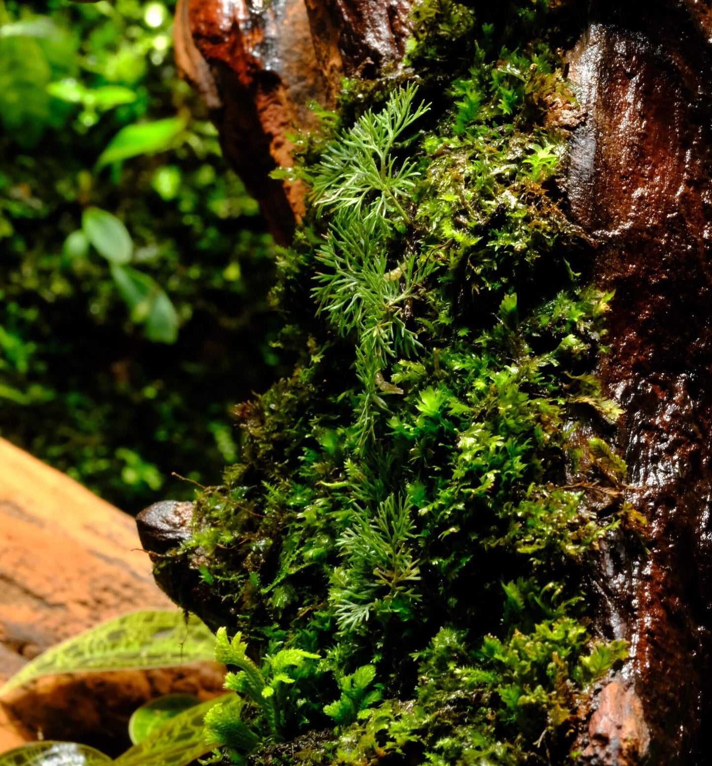 Davallia parvula is a charming epiphytic fern native to the humid forests of Southeast Asia, particularly Borneo. Its delicate, finely divided fronds and fuzzy, creeping rhizomes make it an excellent choice for terrariums and vivariums.