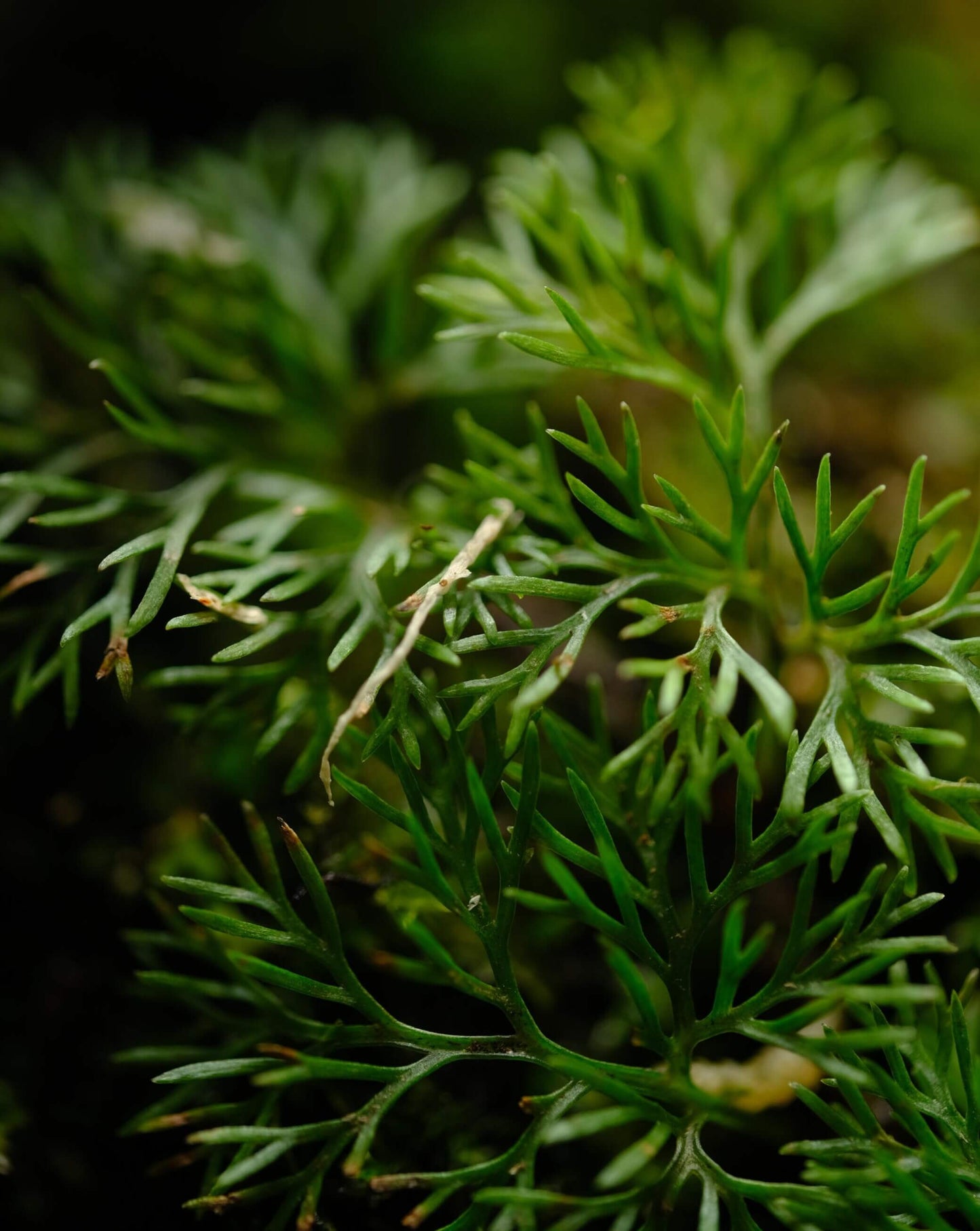 Davallia parvula is a charming epiphytic fern native to the humid forests of Southeast Asia, particularly Borneo. Its delicate, finely divided fronds and fuzzy, creeping rhizomes make it an excellent choice for terrariums and vivariums.