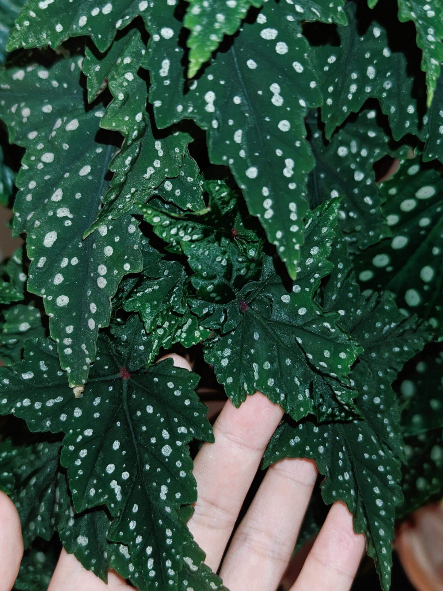 Begonia 'Izumo no Kiraboshi' is a hybrid begonia cultivar from Japan, characterized by dark green leaves dotted with white spots. The leaves are small and pointed, with slightly serrated, cut-like edges, and their undersides show a vibrant purple-red hue.