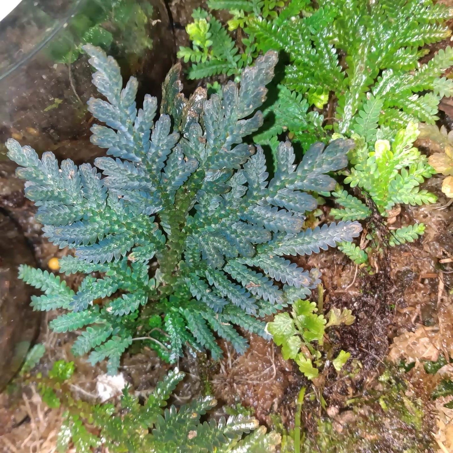 Selaginella delicatula, commonly known as the delicate spikemoss, is a perennial herbaceous plant in the Selaginellaceae family. Native to tropical and subtropical regions of Asia, including southern China, Taiwan, and Southeast Asia, this species is renowned for its finely textured, fern-like foliage.