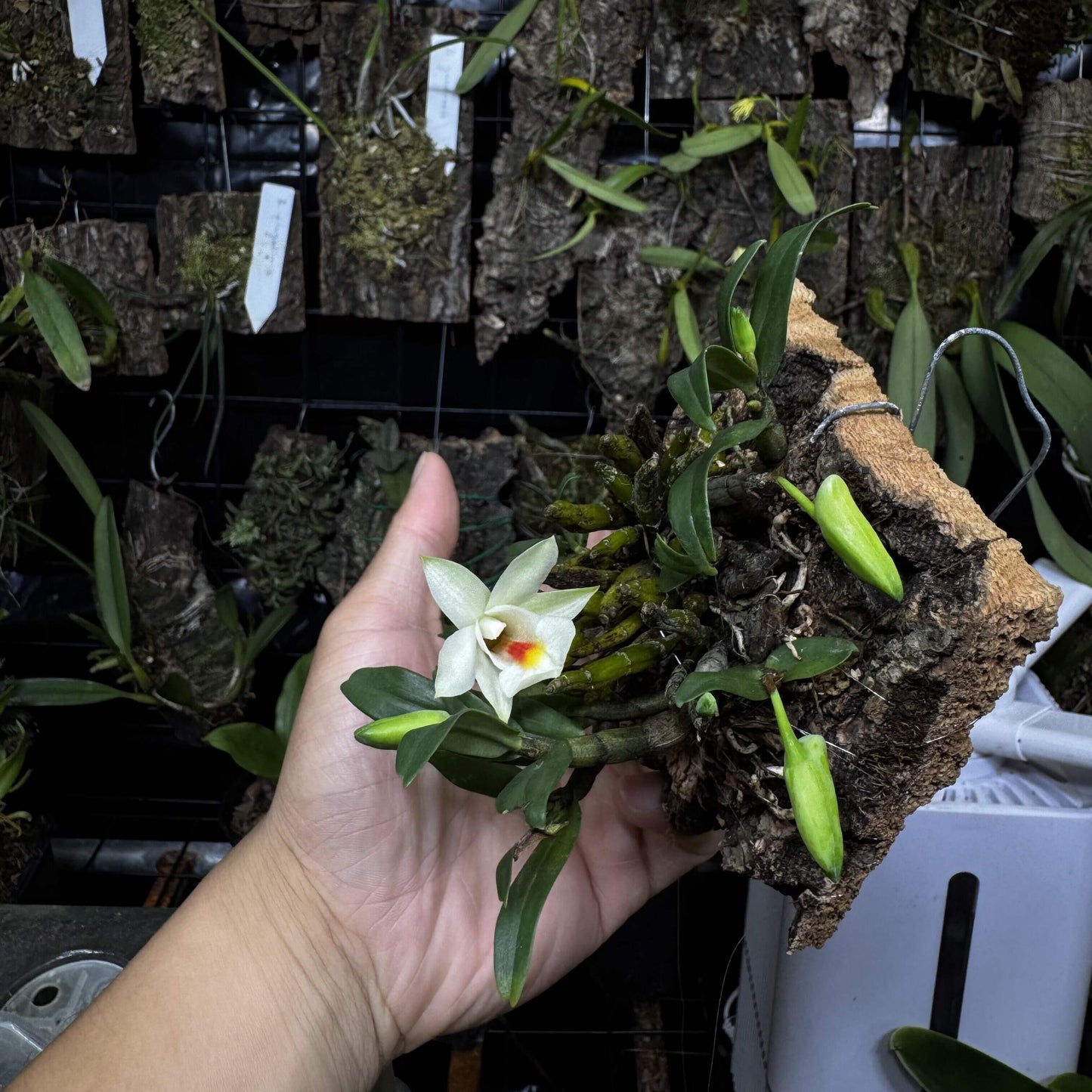Dendrobium christyanum is a miniature epiphytic orchid native to the highland cloud forests of northern Vietnam, northern Thailand, and southwestern China. It thrives at elevations between 800 and 1,600 meters (2,600 to 5,200 feet), where it experiences cool, humid conditions, making it well-suited for cultivation in terrariums where temperature and humidity can be carefully managed.