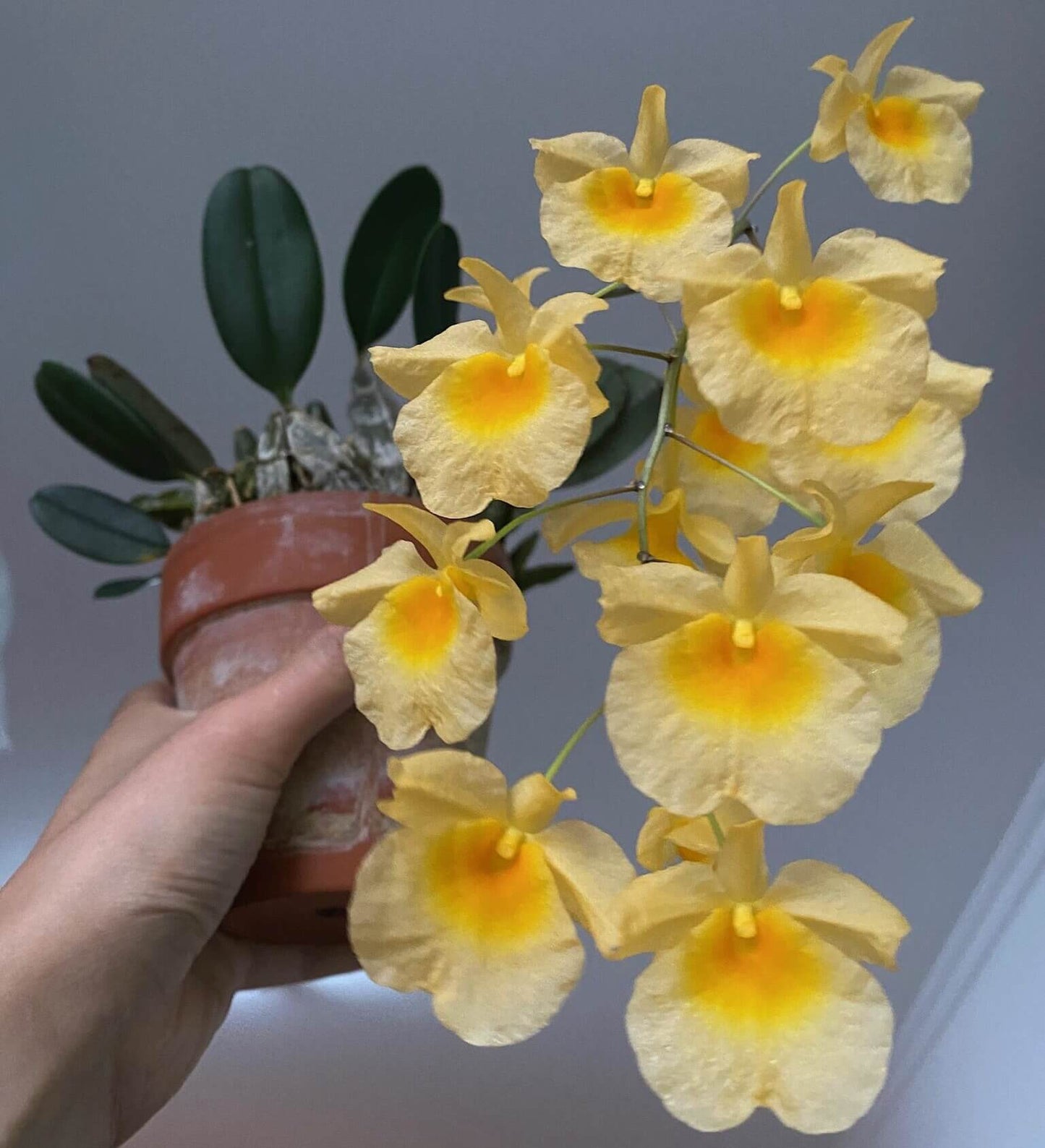Dendrobium lindleyi is a striking epiphytic orchid native to Southeast Asia, including regions like Assam (India), Bangladesh, Myanmar, Thailand, Laos, Vietnam, and southern China. It thrives in mountainous areas at elevations ranging from 650 to 1,400 meters, where it grows on branches of deciduous trees.