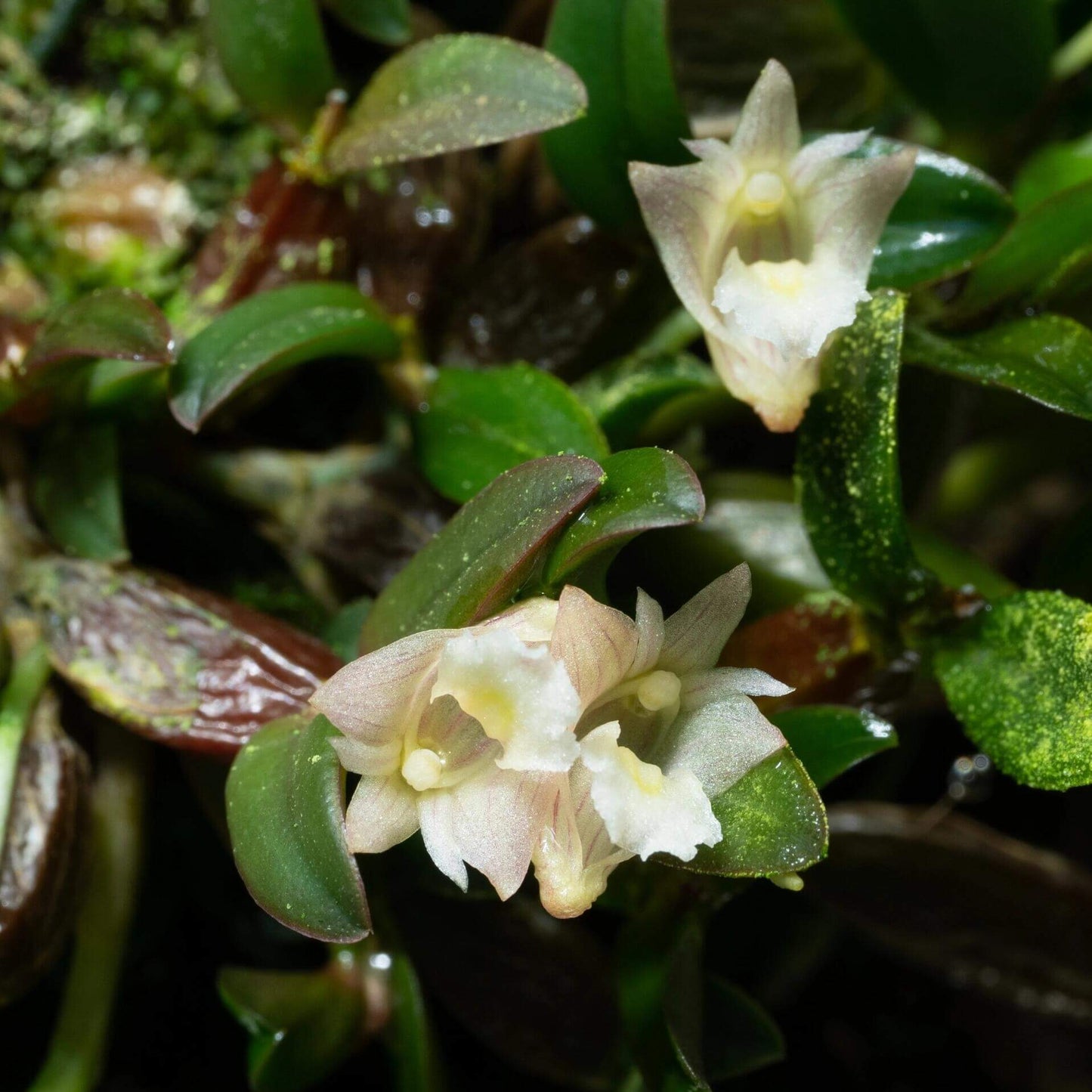 Dendrobium procumbens is a miniature epiphytic orchid native to the humid tropical forests of Peninsular Malaysia, particularly the Cameron Highlands. It belongs to the Bolbodium section of the Dendrobium genus and is recognized for its unique growth habit and delicate flowers.