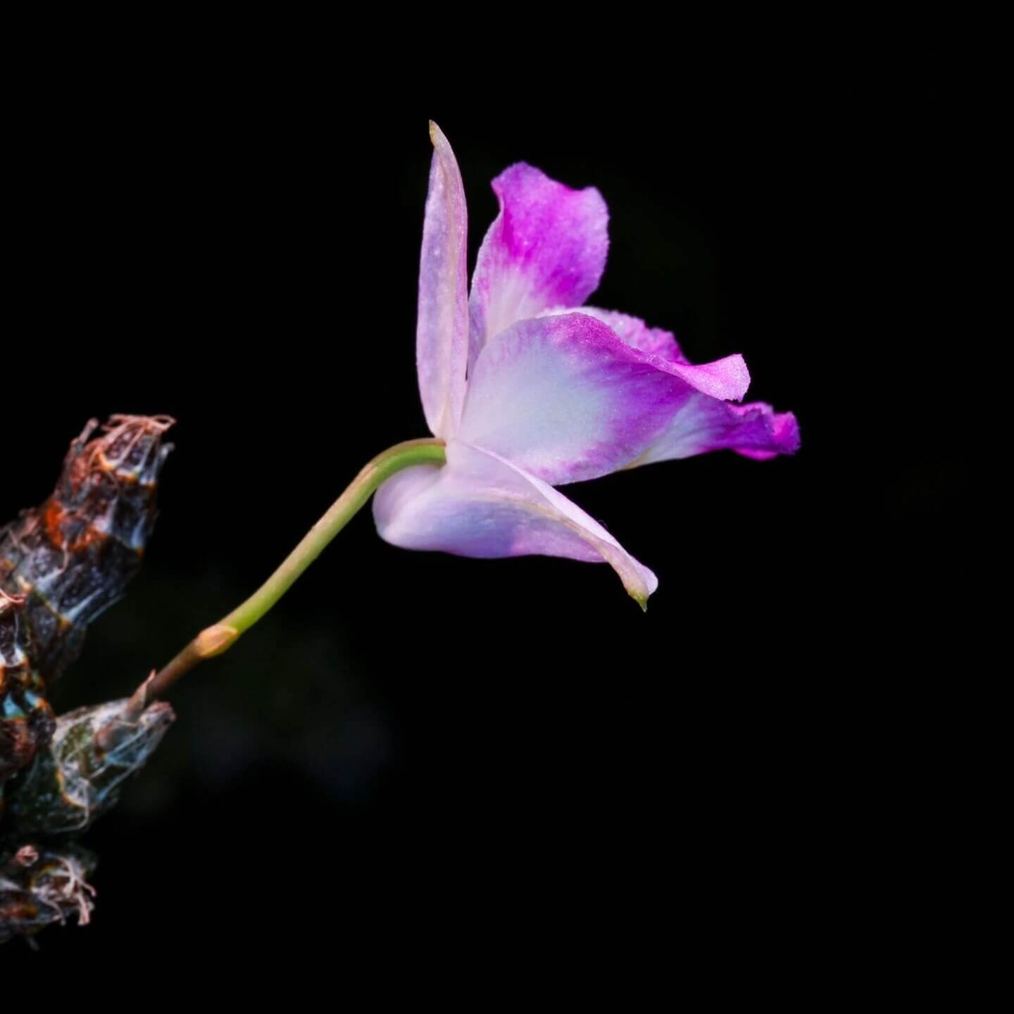 Dendrobium wangliangii is a rare and delicate orchid species native to the temperate regions of northern Yunnan Province, China. This species is notable for its compact size and cold-growing nature, thriving at elevations between 1,000 and 2,200 meters in deciduous mixed and evergreen forests, often found on Quercus trees.