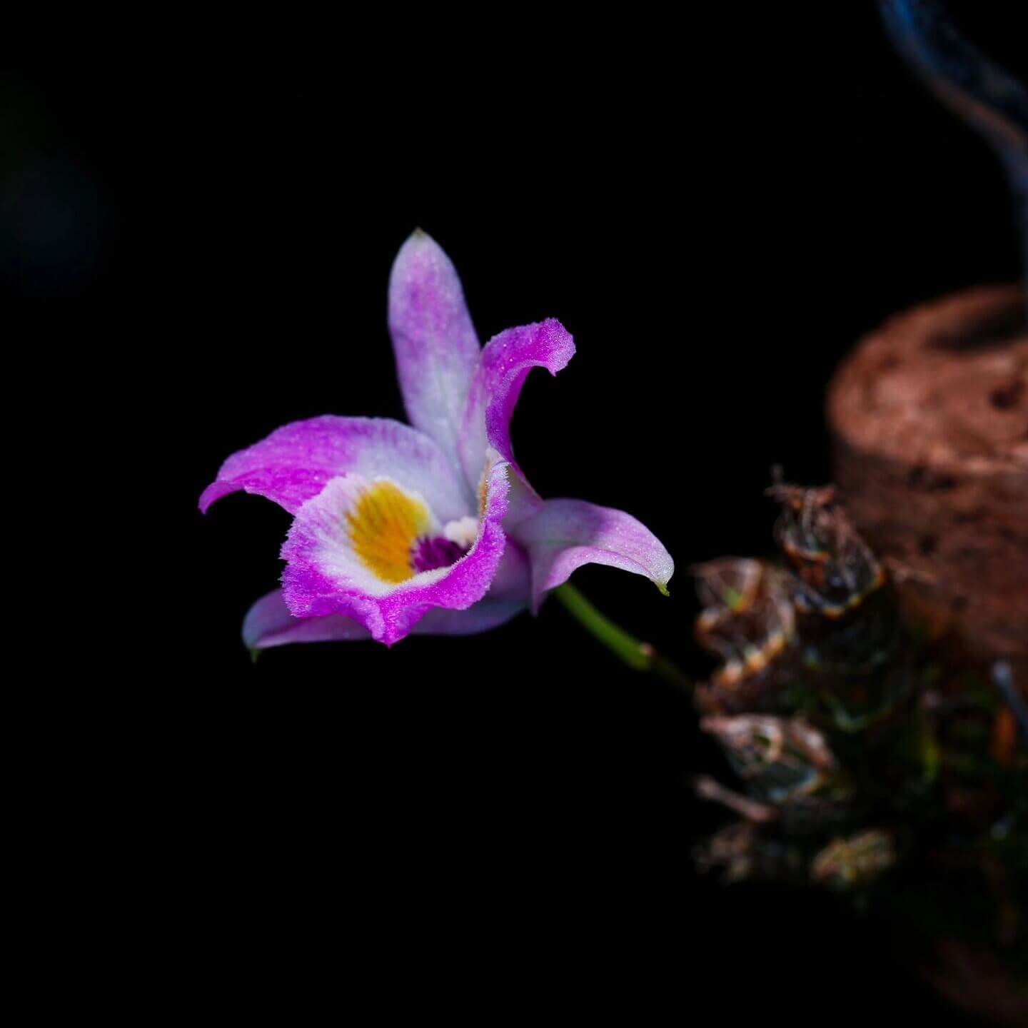 Dendrobium wangliangii is a rare and delicate orchid species native to the temperate regions of northern Yunnan Province, China. This species is notable for its compact size and cold-growing nature, thriving at elevations between 1,000 and 2,200 meters in deciduous mixed and evergreen forests, often found on Quercus trees.