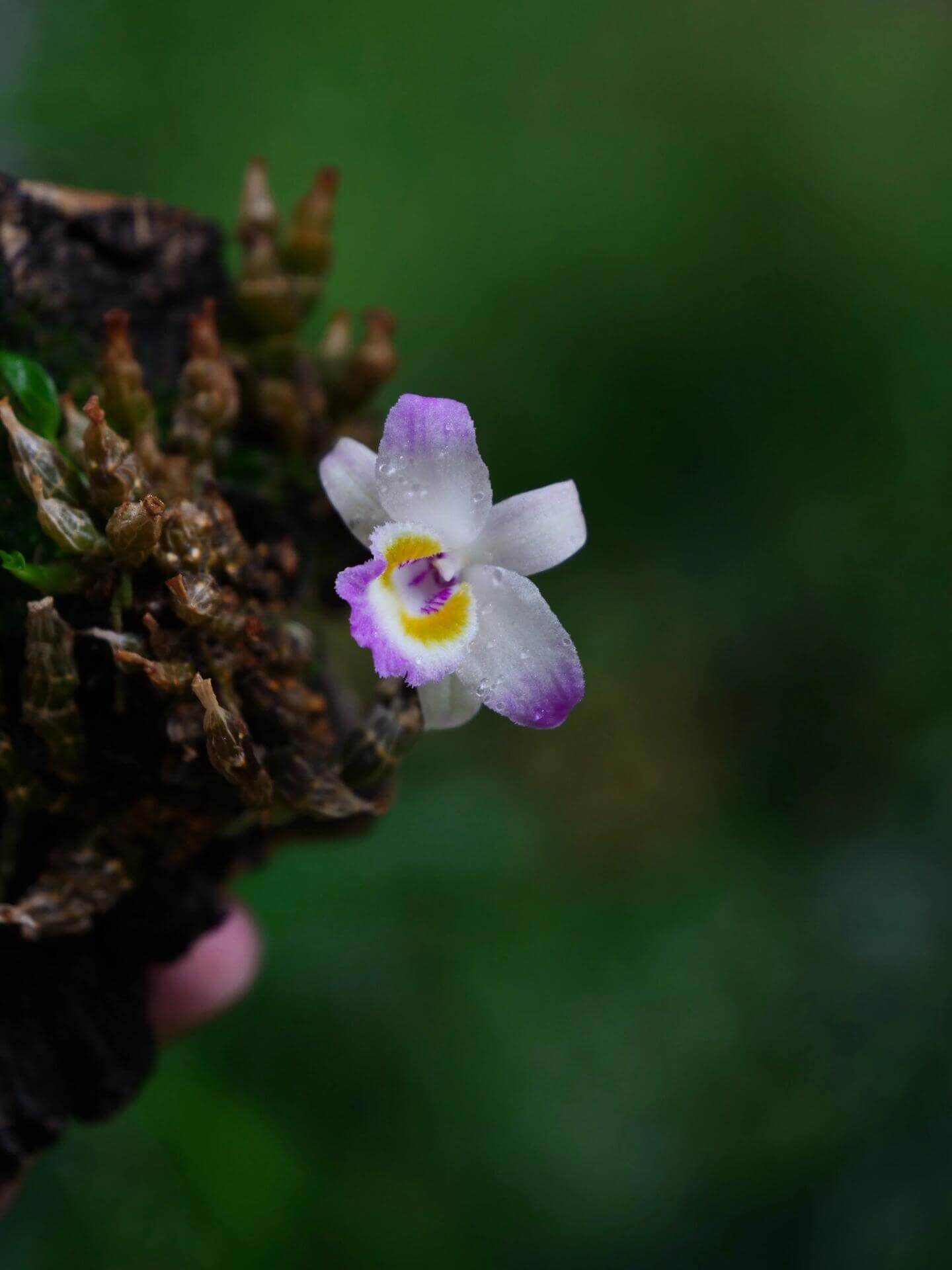 Dendrobium wangliangii is a rare and delicate orchid species native to the temperate regions of northern Yunnan Province, China. This species is notable for its compact size and cold-growing nature, thriving at elevations between 1,000 and 2,200 meters in deciduous mixed and evergreen forests, often found on Quercus trees.