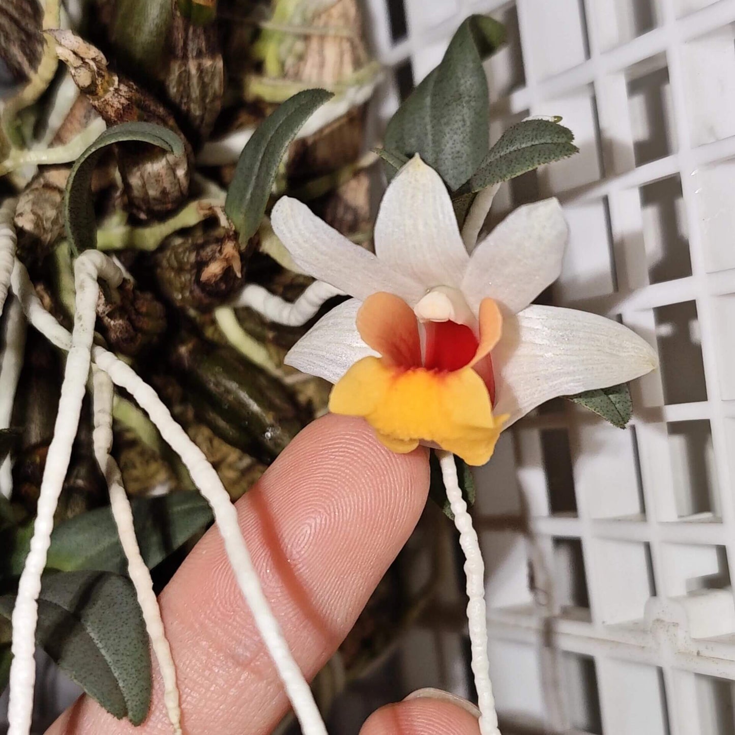 Dendrobium bellatulum is a miniature epiphytic orchid native to the eastern Himalayas and northern Indochina, including regions of Myanmar, Thailand, Laos, Vietnam, and southern China. It thrives at elevations ranging from 700 to 2,100 meters in bright, deciduous forests.