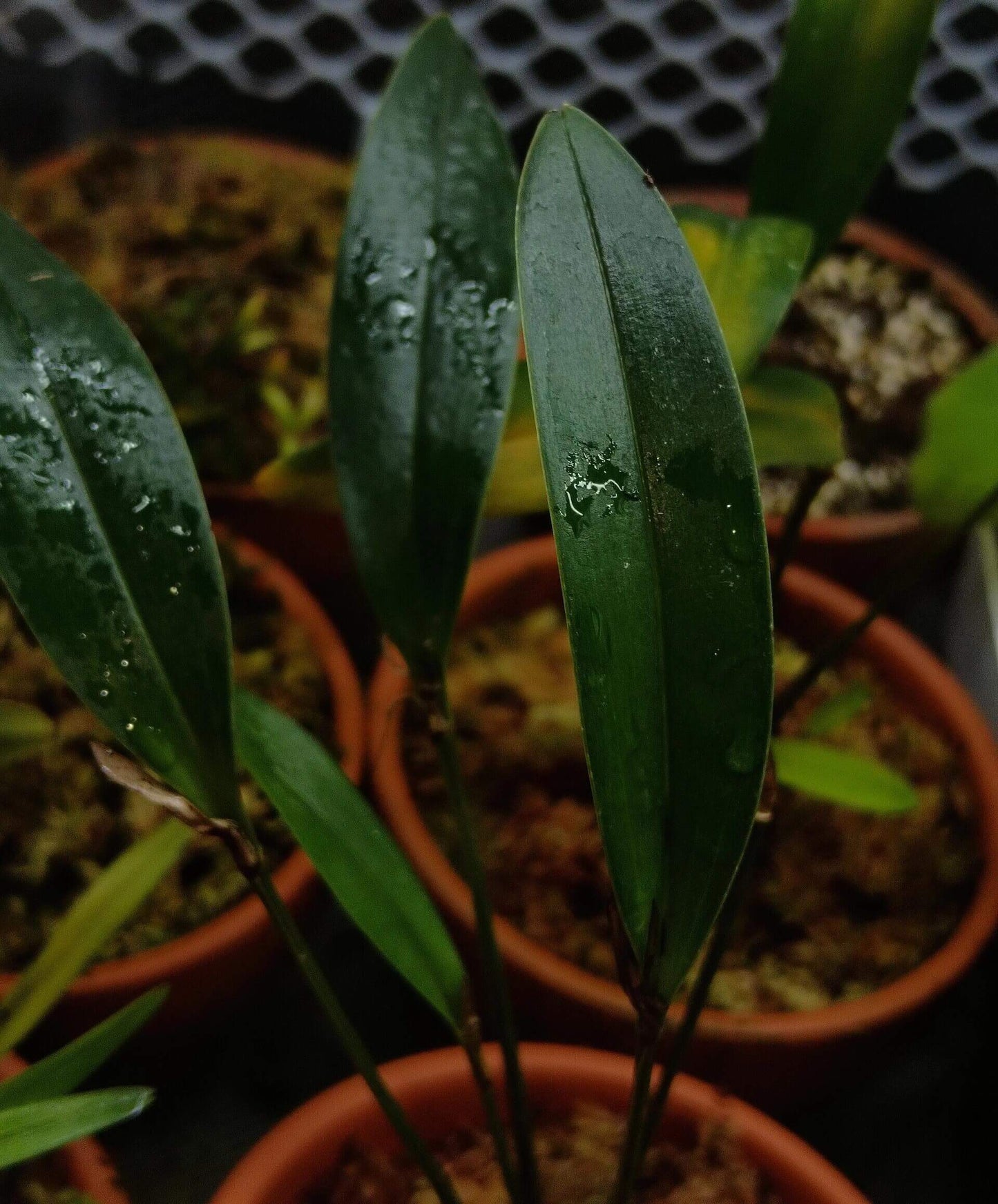 Dendrobium ajoebii, a species identified by J.J. Smith in 1913, is a miniature to small-sized epiphytic orchid native to the montane forests of New Guinea, typically found at elevations between 900 and 1600 meters.