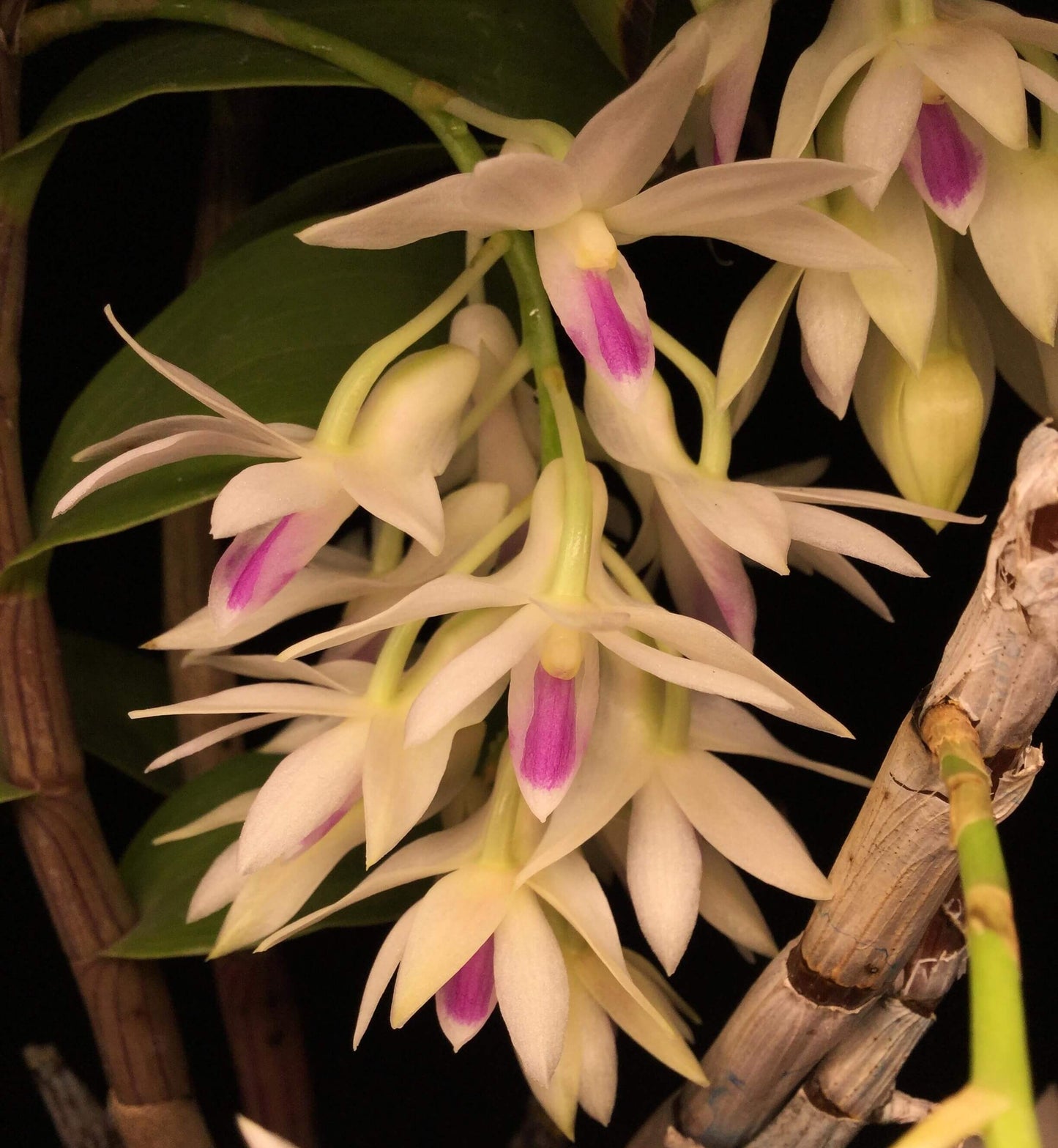 Dendrobium amethystoglossum is a striking, cool-growing epiphytic orchid native to northern Luzon in the Philippines, where it grows in wet tropical montane environments. It forms tall, slender, cane-like pseudobulbs with narrow green leaves and produces impressive pendulous racemes from the upper portions of mature canes.