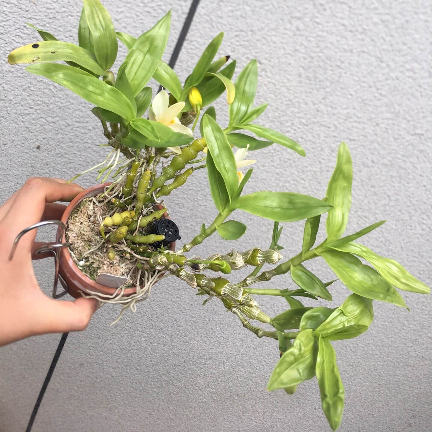 Dendrobium aphrodite is a charming epiphytic orchid native to the Tennasserim Range in Myanmar and Thailand, typically found at elevations around 1,400 meters.