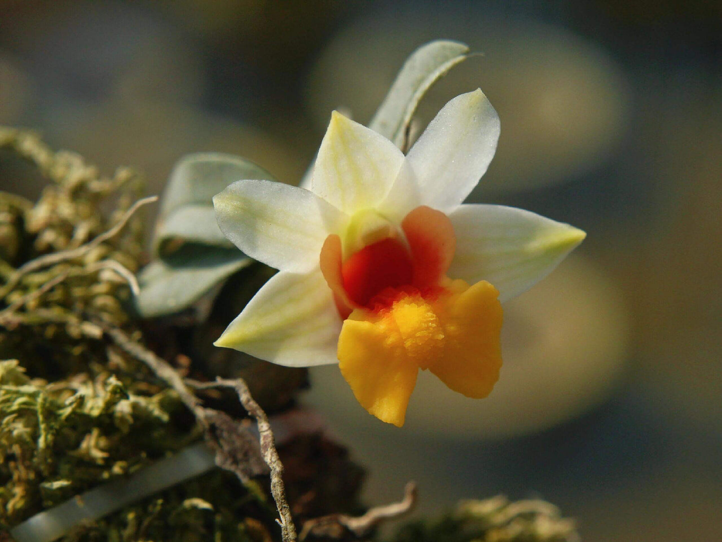 Dendrobium bellatulum is a miniature epiphytic orchid native to the eastern Himalayas and northern Indochina, including regions of Myanmar, Thailand, Laos, Vietnam, and southern China. It thrives at elevations ranging from 700 to 2,100 meters in bright, deciduous forests.