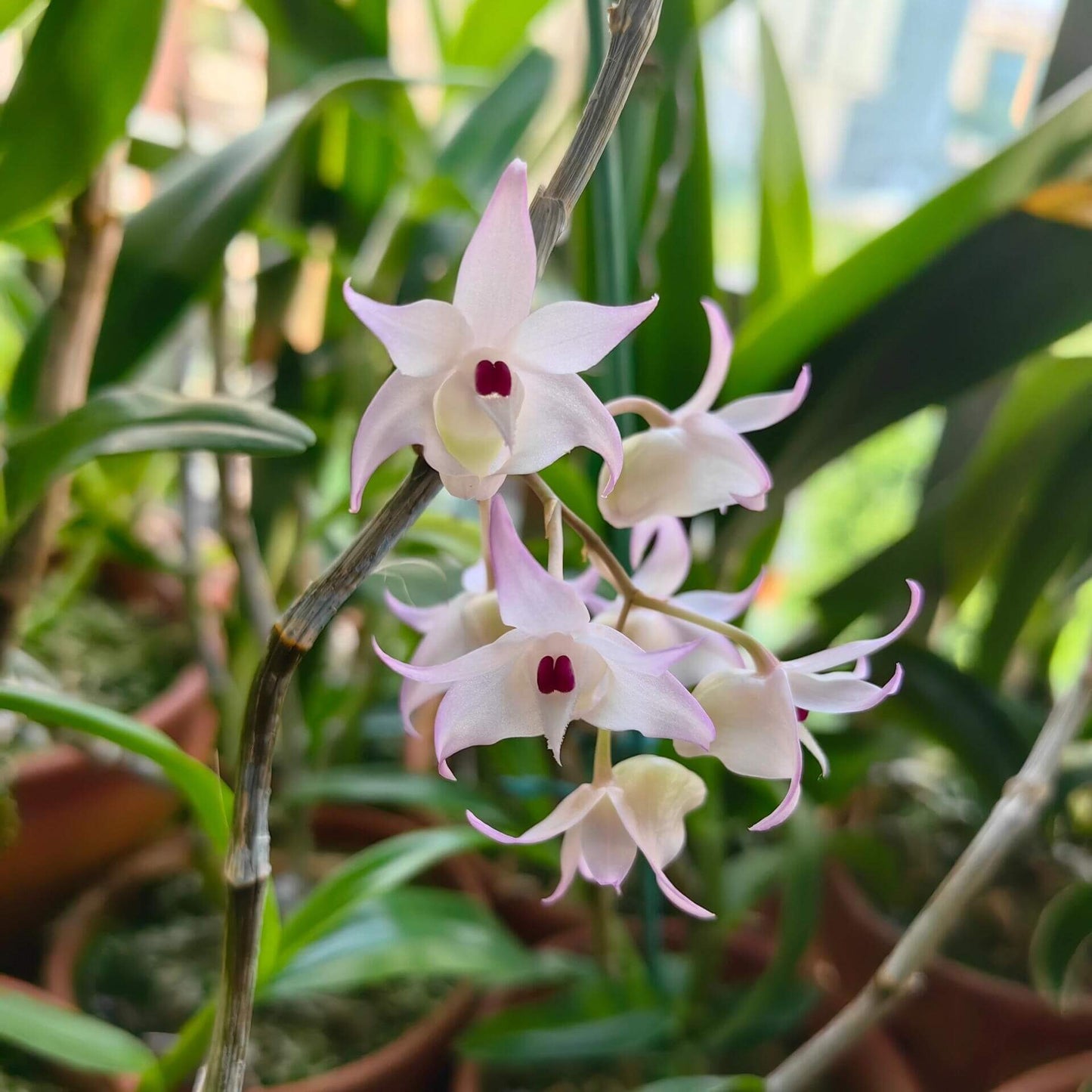 Dendrobium bifurcatum is an epiphytic orchid species native to Vietnam, first described by T. Yukawa in 2003. Belonging to the Dendrobium genus, it is part of the section Breviflora, characterized by pendulous, slender stems that are swollen towards the apex. These plants typically bloom on an inflorescence with 3–10 flowers.