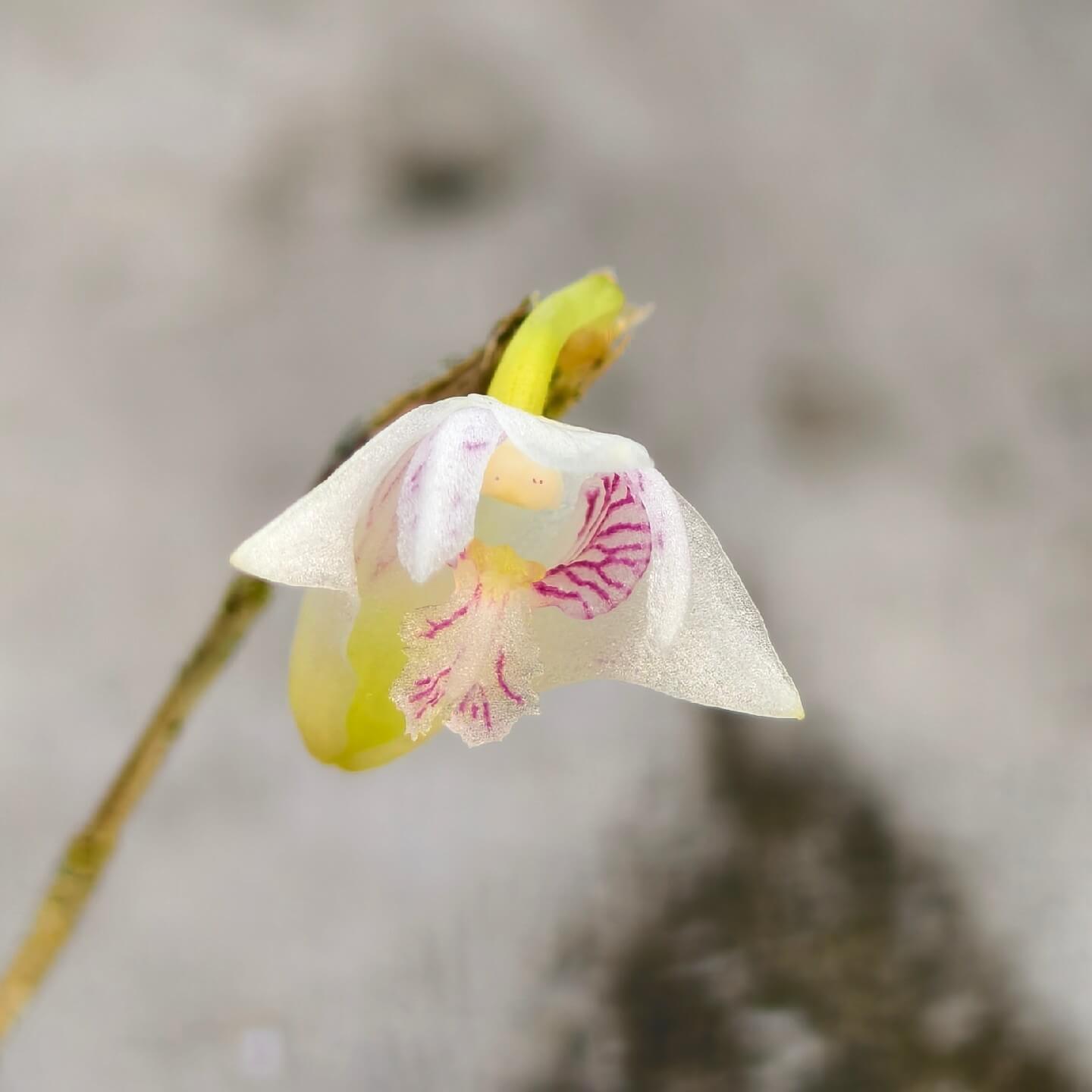 Dendrobium blumei is a distinctive orchid species first described by John Lindley in 1830. It is native to Southeast Asia, with habitats spanning Thailand, the Philippines, Sumatra, Java, Bali, and Borneo. This species typically thrives in moist, tropical lowland forests at elevations below 1,000 meters.