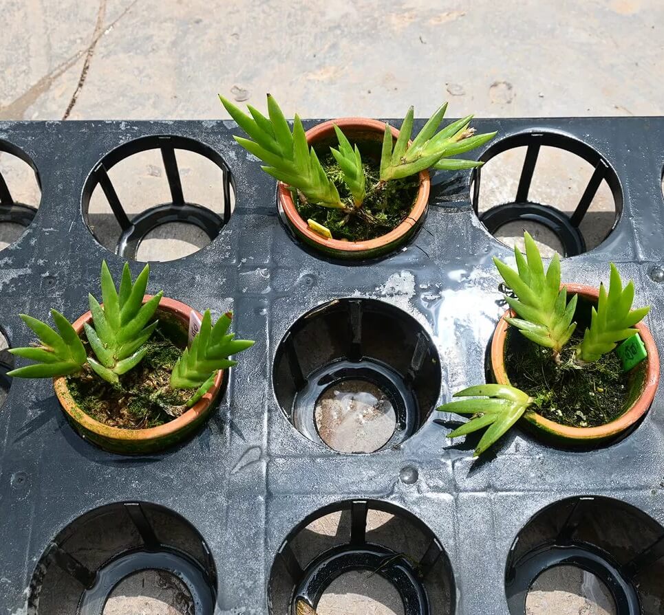 Dendrobium changjiangense for Sale – Begin With Plants