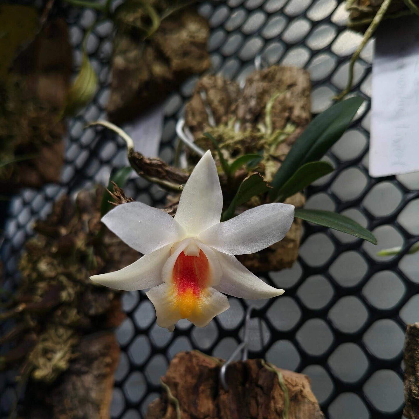 Dendrobium christyanum is a miniature epiphytic orchid native to the highland cloud forests of northern Vietnam, northern Thailand, and southwestern China. It thrives at elevations between 800 and 1,600 meters (2,600 to 5,200 feet), where it experiences cool, humid conditions, making it well-suited for cultivation in terrariums where temperature and humidity can be carefully managed.