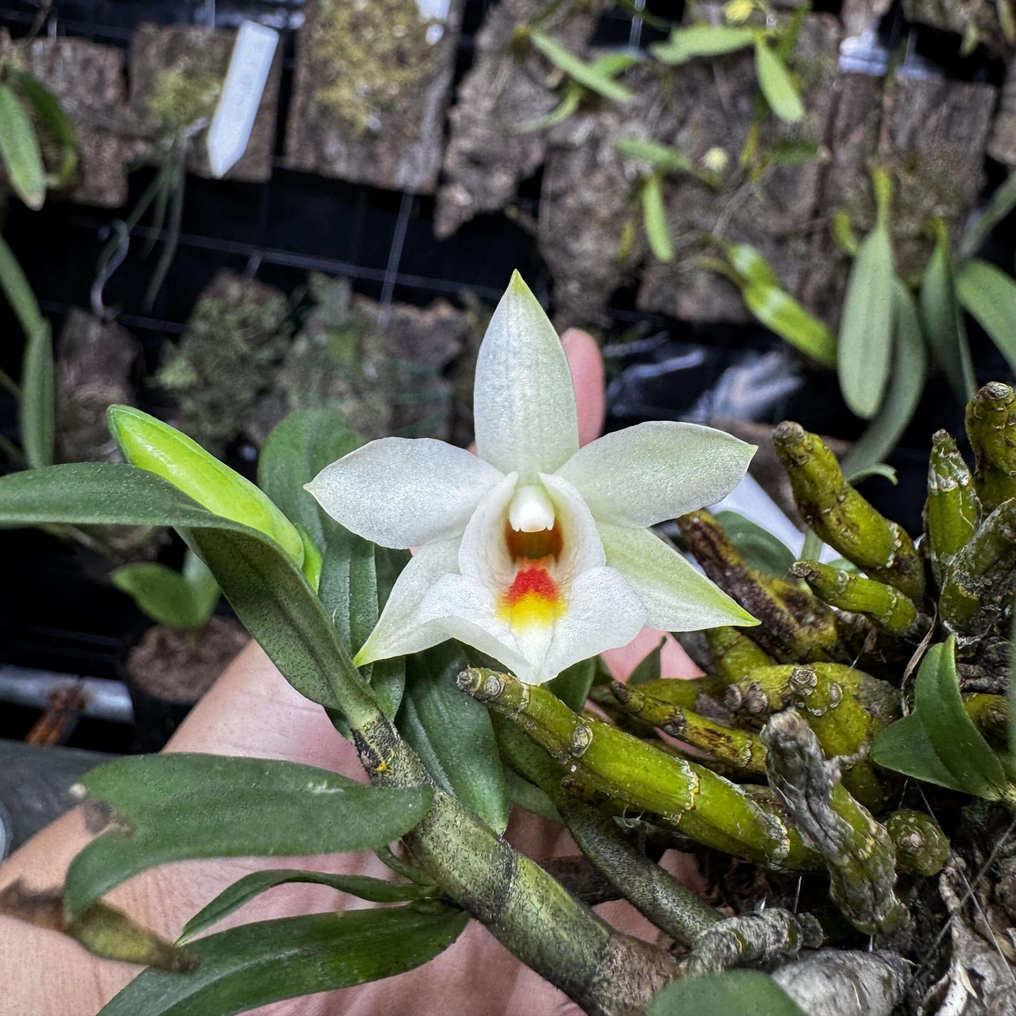 Dendrobium christyanum is a miniature epiphytic orchid native to the highland cloud forests of northern Vietnam, northern Thailand, and southwestern China. It thrives at elevations between 800 and 1,600 meters (2,600 to 5,200 feet), where it experiences cool, humid conditions, making it well-suited for cultivation in terrariums where temperature and humidity can be carefully managed.