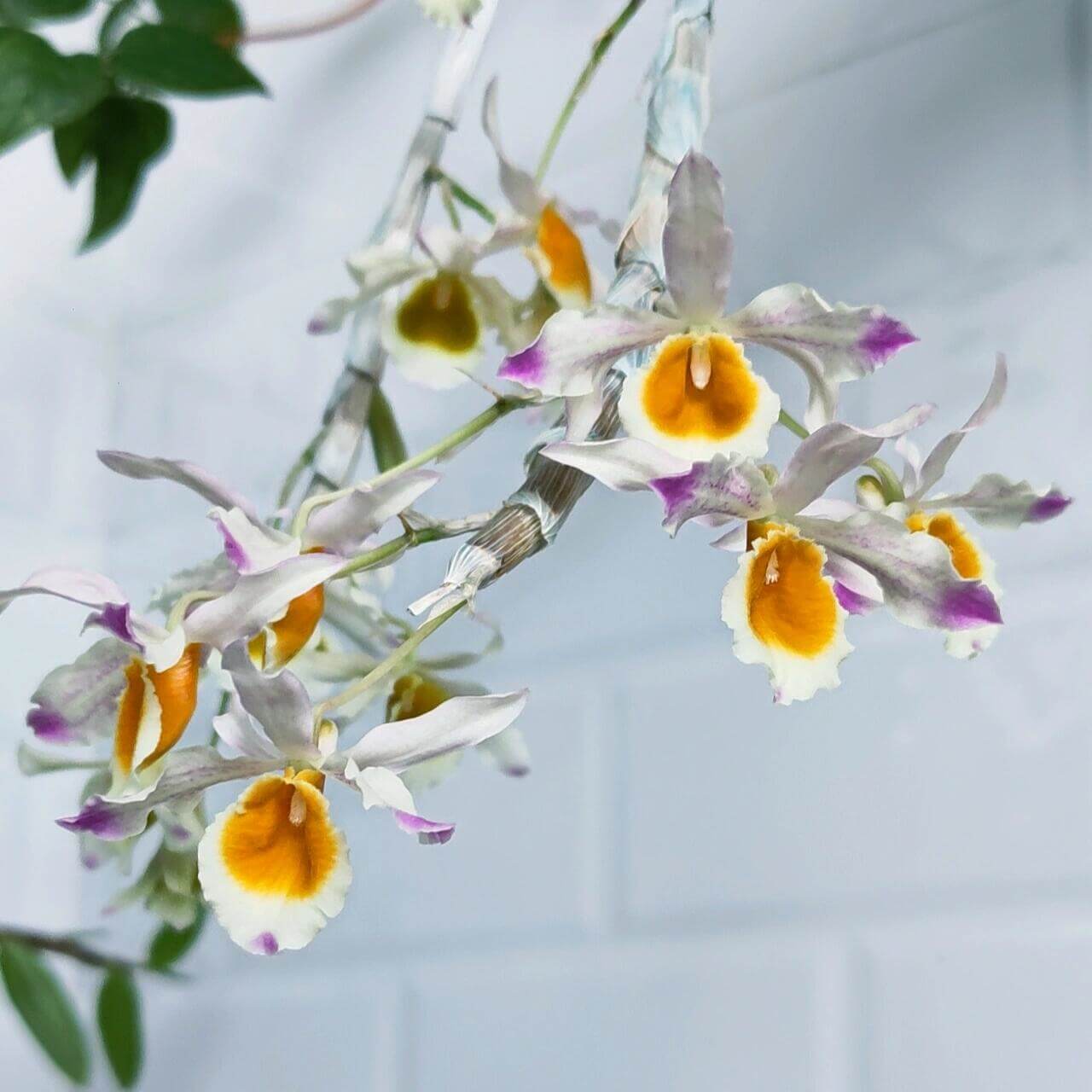 Dendrobium crystallinum is native to parts of Southeast Asia, including northeast India (Assam, Manipur), Myanmar, Thailand, Laos, Cambodia, Vietnam, and southern China (Yunnan, Hainan).