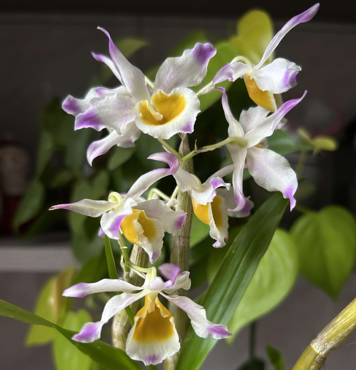 Dendrobium crystallinum is native to parts of Southeast Asia, including northeast India (Assam, Manipur), Myanmar, Thailand, Laos, Cambodia, Vietnam, and southern China (Yunnan, Hainan).