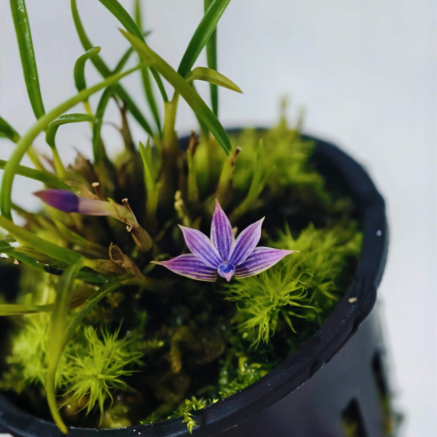 Dendrobium cyanocentrum is a captivating mini-miniature orchid species native to the montane rainforests of New Guinea and the Solomon Islands. First described by Rudolf Schlechter in 1906, it thrives at elevations ranging from 100 to 1,600 meters above sea level.