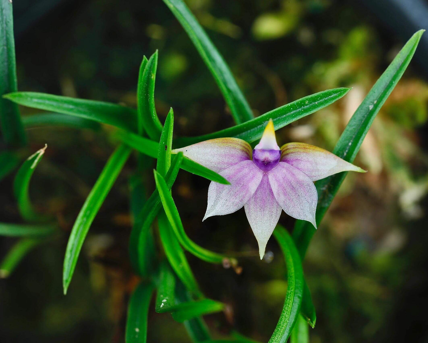 Dendrobium cyanocentrum is a captivating mini-miniature orchid species native to the montane rainforests of New Guinea and the Solomon Islands. First described by Rudolf Schlechter in 1906, it thrives at elevations ranging from 100 to 1,600 meters above sea level.