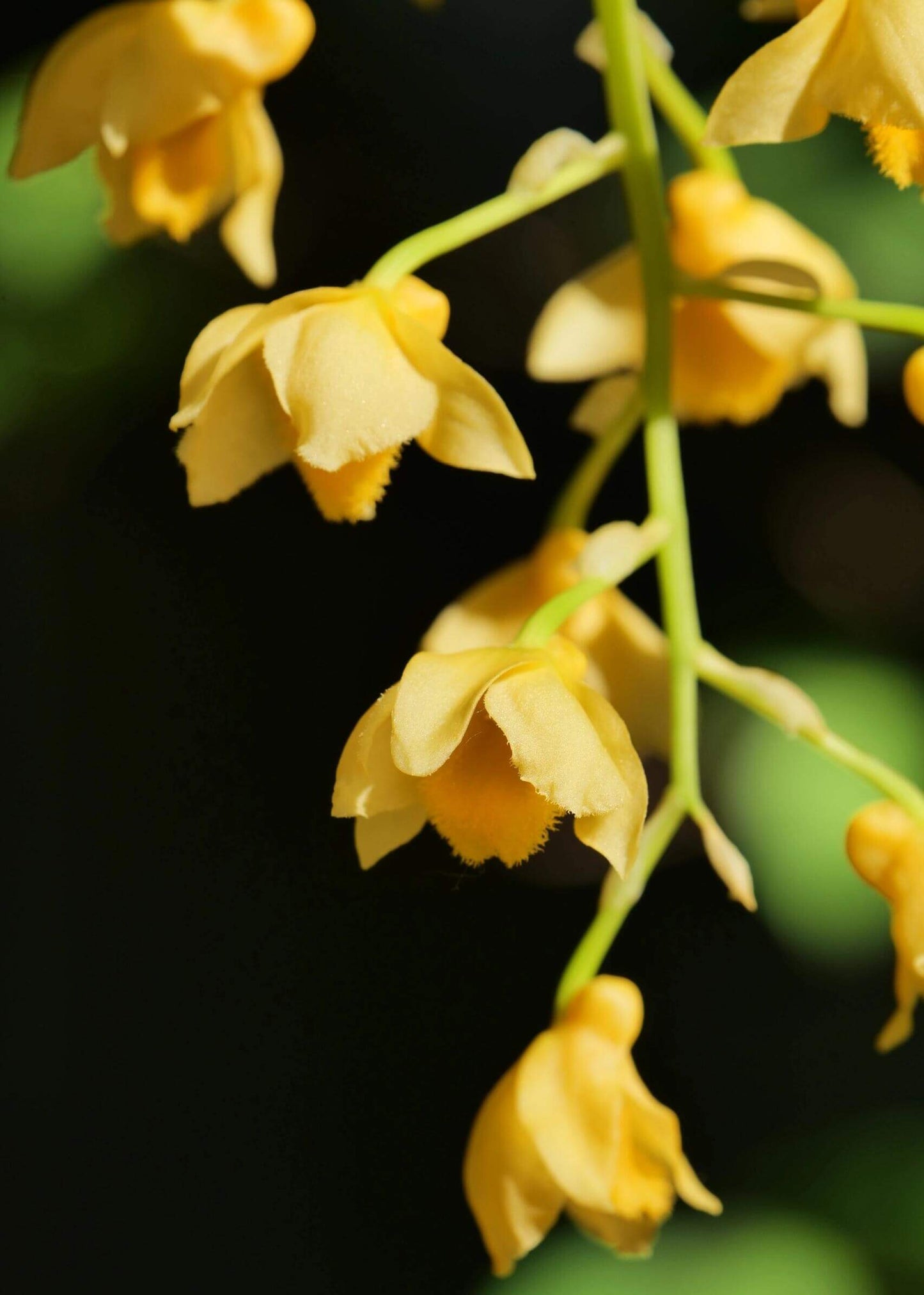 Dendrobium densiflorum is an epiphytic or lithophytic species, typically found growing on moss-covered tree trunks or rocks in mountainous regions of the Himalayas, southern China, Nepal, Myanmar, Thailand, Vietnam, and adjacent areas. It naturally occurs at elevations ranging from approximately 400 to 1,830 meters.