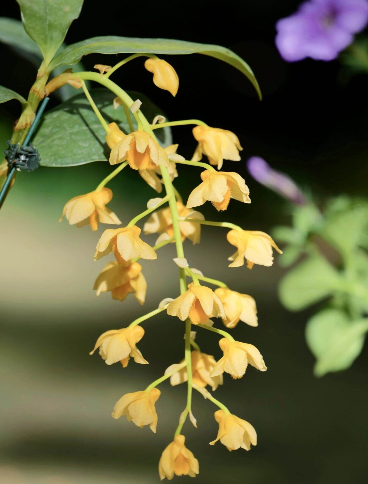 Dendrobium densiflorum is an epiphytic or lithophytic species, typically found growing on moss-covered tree trunks or rocks in mountainous regions of the Himalayas, southern China, Nepal, Myanmar, Thailand, Vietnam, and adjacent areas. It naturally occurs at elevations ranging from approximately 400 to 1,830 meters.