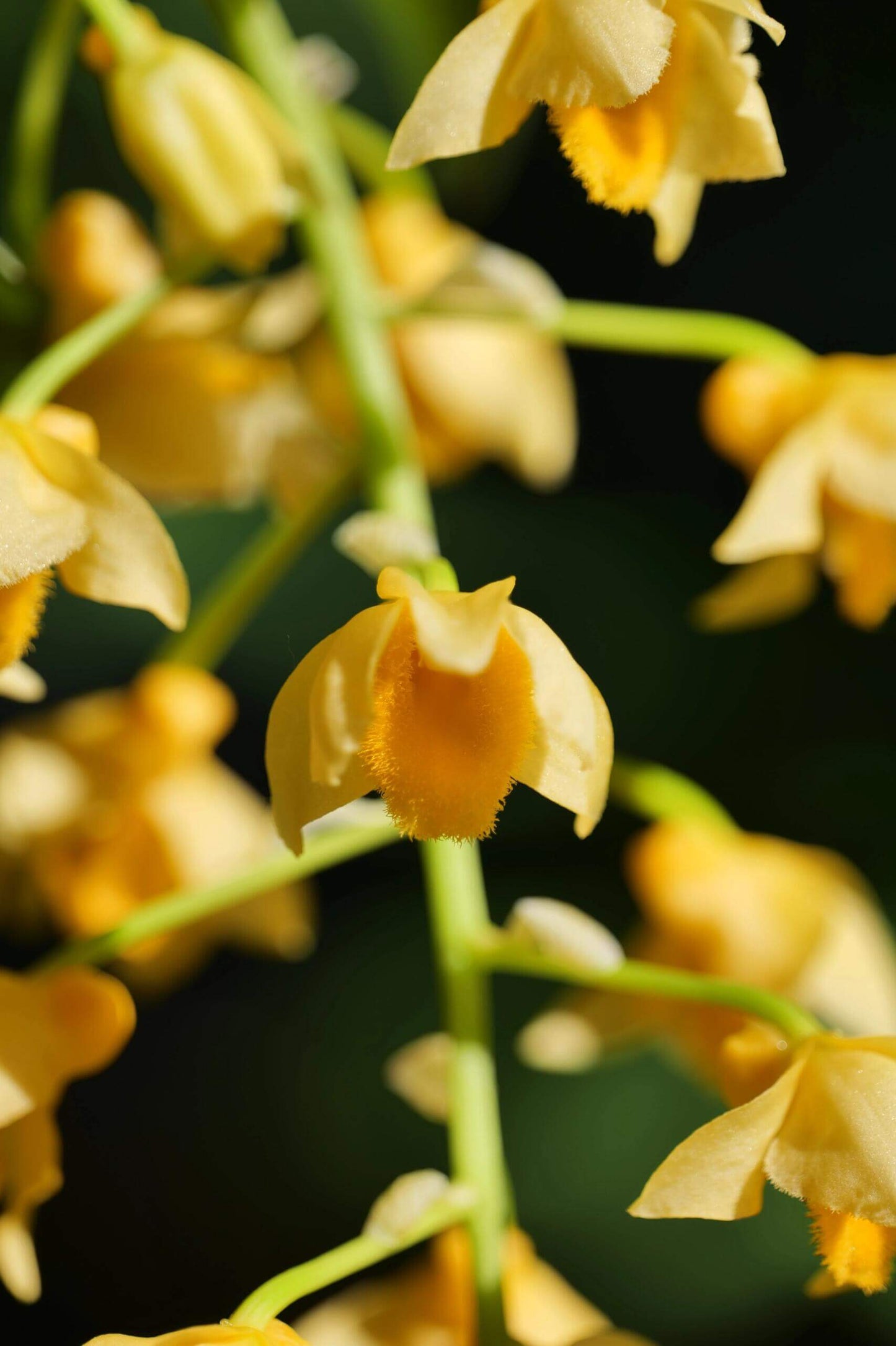Dendrobium densiflorum is an epiphytic or lithophytic species, typically found growing on moss-covered tree trunks or rocks in mountainous regions of the Himalayas, southern China, Nepal, Myanmar, Thailand, Vietnam, and adjacent areas. It naturally occurs at elevations ranging from approximately 400 to 1,830 meters.