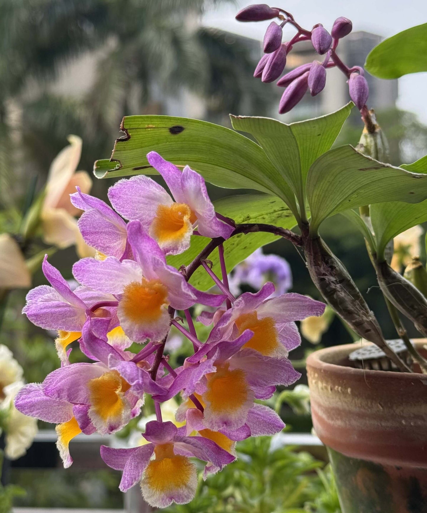 Dendrobium farmeri Pink Form is a captivating orchid variety, renowned for its delicate pink flowers and vibrant yellow lip. The flowers are small and fragrant, arranged in cascading sprays. The petals and sepals feature a soft pink hue, while the lip is bright yellow, often with a white fringe, creating a striking contrast that enhances the overall beauty of the plant.
