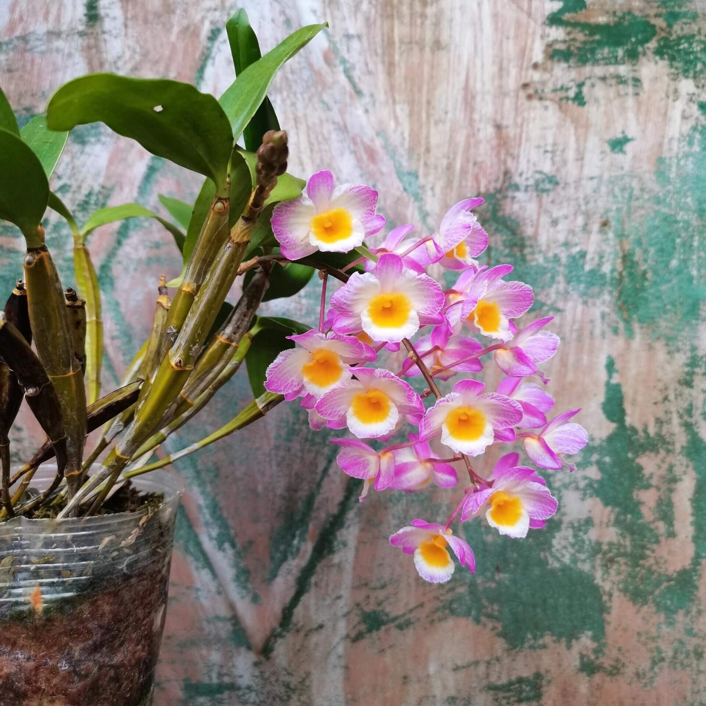 Dendrobium farmeri Pink Form is a captivating orchid variety, renowned for its delicate pink flowers and vibrant yellow lip. The flowers are small and fragrant, arranged in cascading sprays. The petals and sepals feature a soft pink hue, while the lip is bright yellow, often with a white fringe, creating a striking contrast that enhances the overall beauty of the plant.