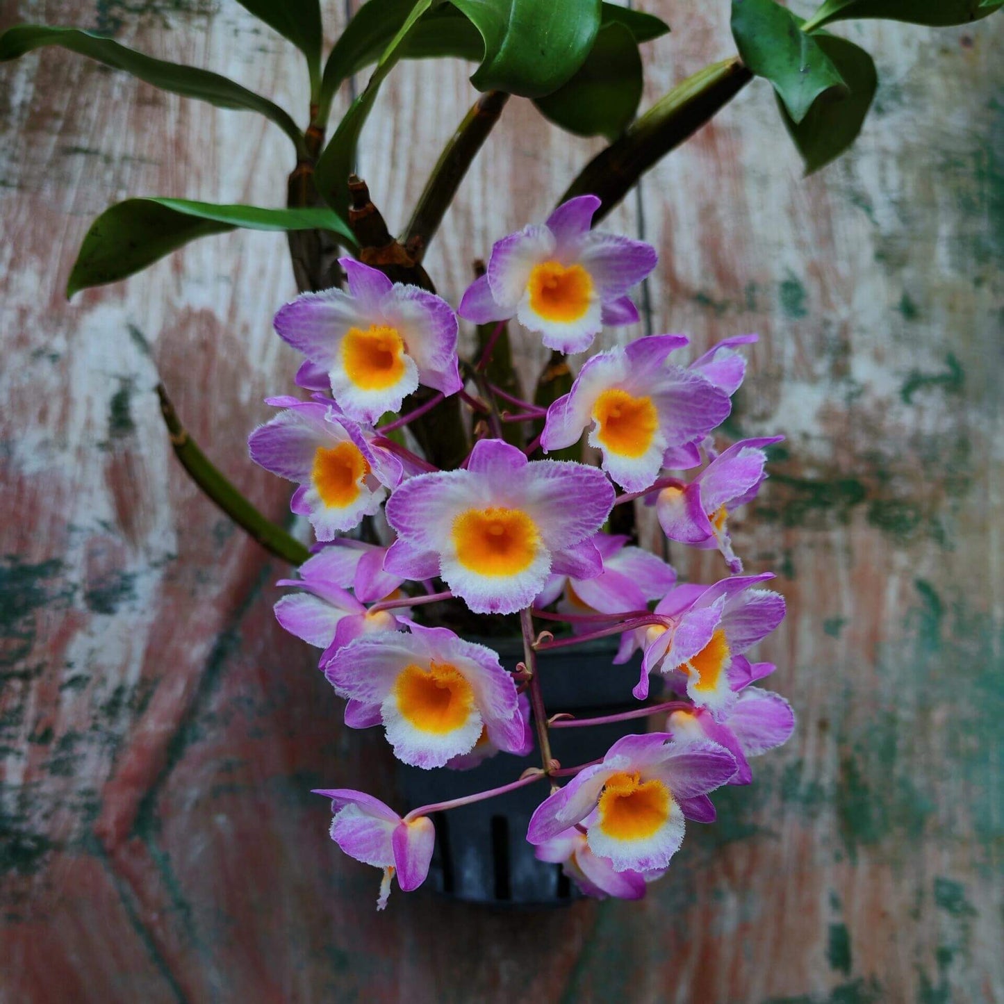 Dendrobium farmeri Pink Form is a captivating orchid variety, renowned for its delicate pink flowers and vibrant yellow lip. The flowers are small and fragrant, arranged in cascading sprays. The petals and sepals feature a soft pink hue, while the lip is bright yellow, often with a white fringe, creating a striking contrast that enhances the overall beauty of the plant.