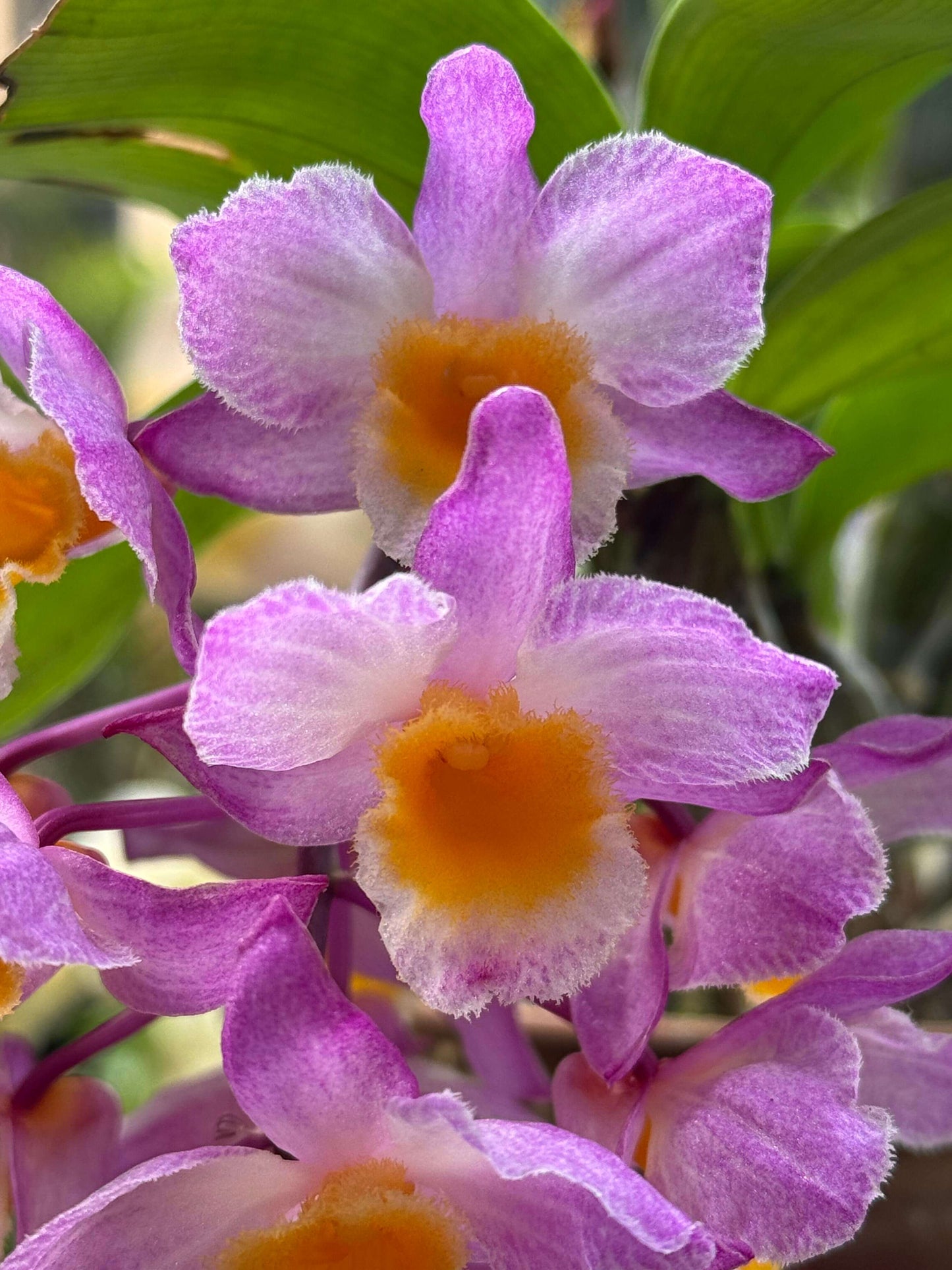 Dendrobium farmeri Pink Form is a captivating orchid variety, renowned for its delicate pink flowers and vibrant yellow lip. The flowers are small and fragrant, arranged in cascading sprays. The petals and sepals feature a soft pink hue, while the lip is bright yellow, often with a white fringe, creating a striking contrast that enhances the overall beauty of the plant.