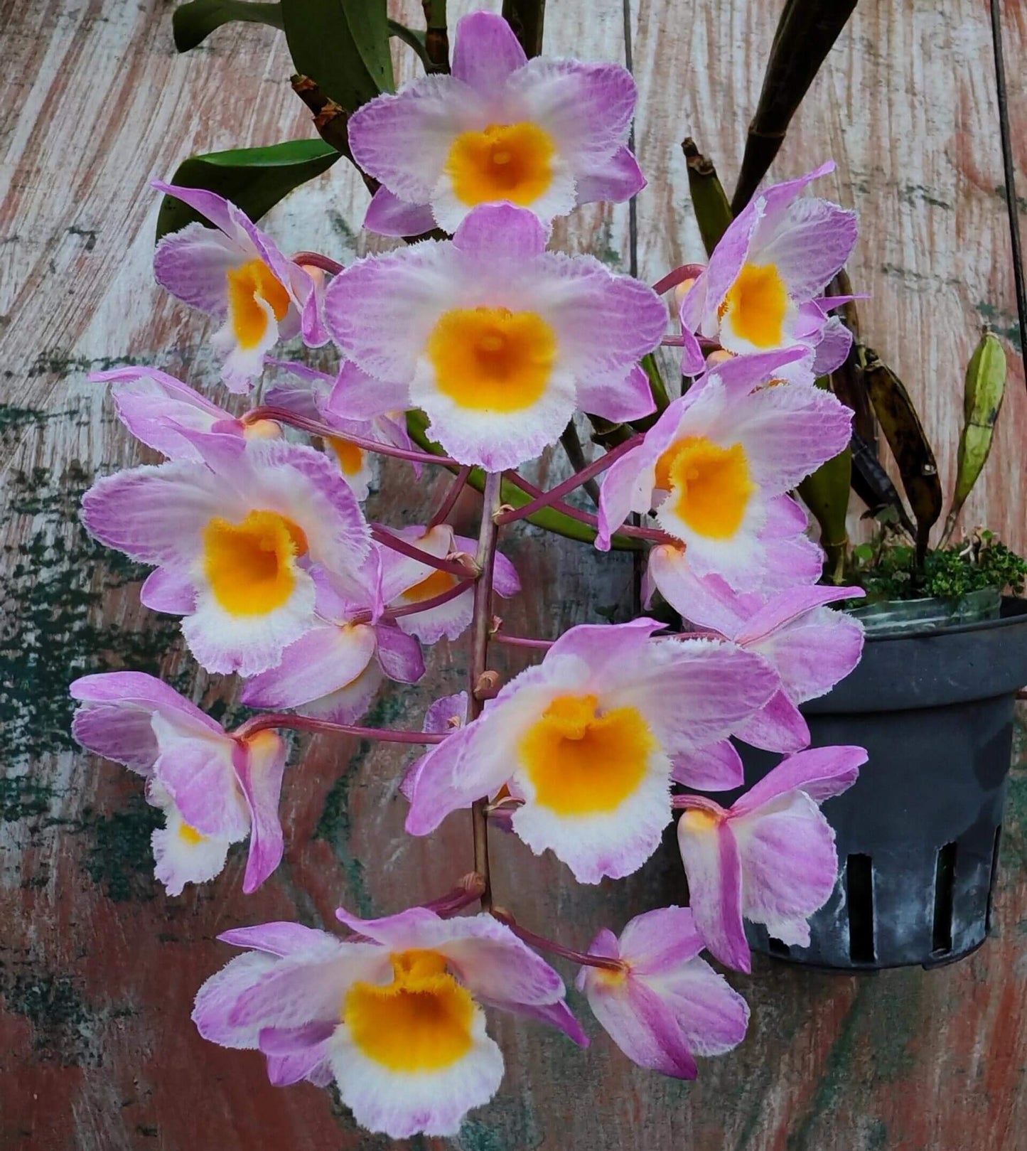 Dendrobium farmeri Pink Form is a captivating orchid variety, renowned for its delicate pink flowers and vibrant yellow lip. The flowers are small and fragrant, arranged in cascading sprays. The petals and sepals feature a soft pink hue, while the lip is bright yellow, often with a white fringe, creating a striking contrast that enhances the overall beauty of the plant.