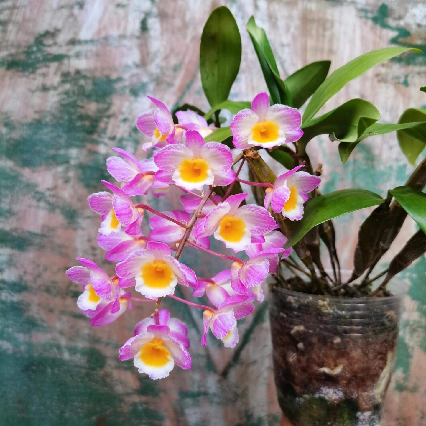Dendrobium farmeri Pink Form is a captivating orchid variety, renowned for its delicate pink flowers and vibrant yellow lip. The flowers are small and fragrant, arranged in cascading sprays. The petals and sepals feature a soft pink hue, while the lip is bright yellow, often with a white fringe, creating a striking contrast that enhances the overall beauty of the plant.