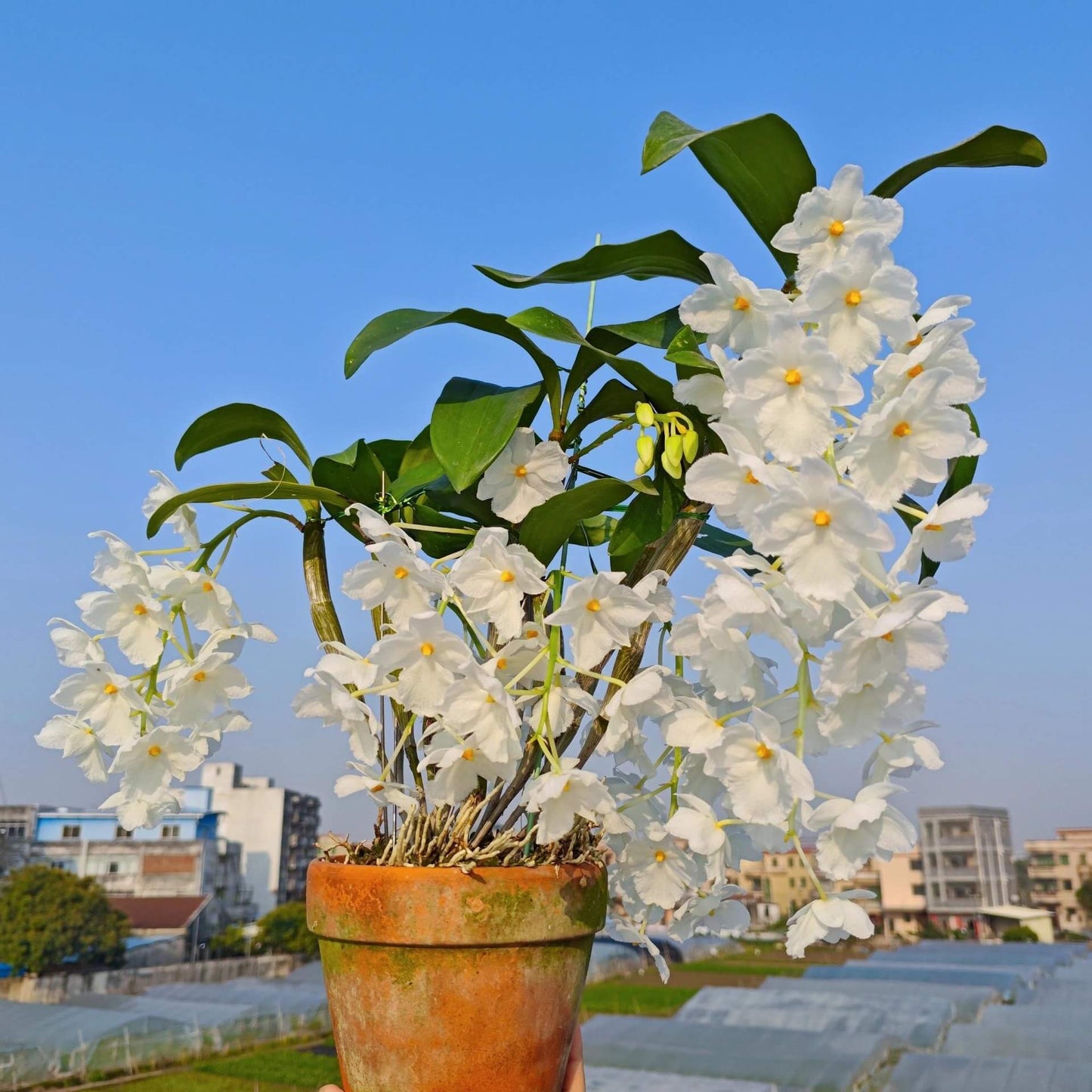 A strikingly rare pure‑white (album) form of Dendrobium farmeri, distinguished by its petaloid lip that mirrors the other petals—making this a highly unusual double mutation. The compact, vigorous plant blooms in spring on both new and old canes, sending out pendulous inflorescences up to 8″ long, covered in fragrant, daisy‑like white flowers (~2–2.5″ across) with yellow anther caps. Native to the eastern Himalayas and Southeast Asia (500–3,300 ft), it thrives in shaded, well‑ventilated conditions.