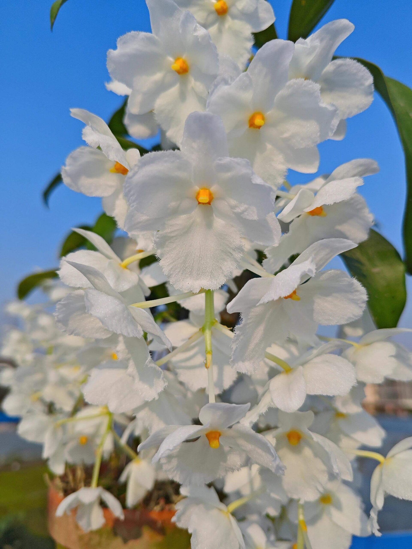 A strikingly rare pure‑white (album) form of Dendrobium farmeri, distinguished by its petaloid lip that mirrors the other petals—making this a highly unusual double mutation. The compact, vigorous plant blooms in spring on both new and old canes, sending out pendulous inflorescences up to 8″ long, covered in fragrant, daisy‑like white flowers (~2–2.5″ across) with yellow anther caps. Native to the eastern Himalayas and Southeast Asia (500–3,300 ft), it thrives in shaded, well‑ventilated conditions.
