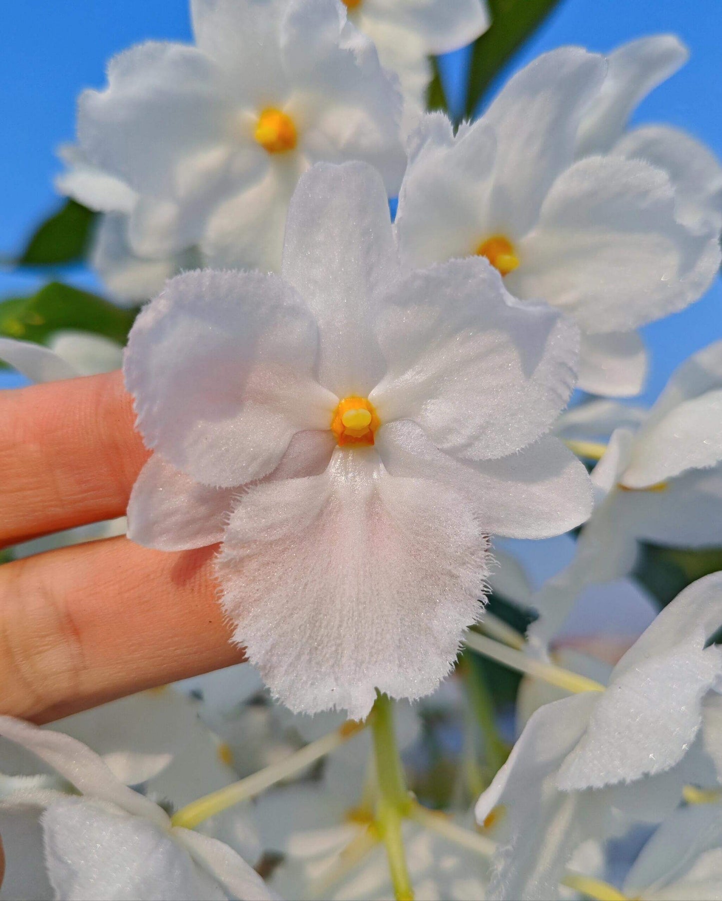 A strikingly rare pure‑white (album) form of Dendrobium farmeri, distinguished by its petaloid lip that mirrors the other petals—making this a highly unusual double mutation. The compact, vigorous plant blooms in spring on both new and old canes, sending out pendulous inflorescences up to 8″ long, covered in fragrant, daisy‑like white flowers (~2–2.5″ across) with yellow anther caps. Native to the eastern Himalayas and Southeast Asia (500–3,300 ft), it thrives in shaded, well‑ventilated conditions.
