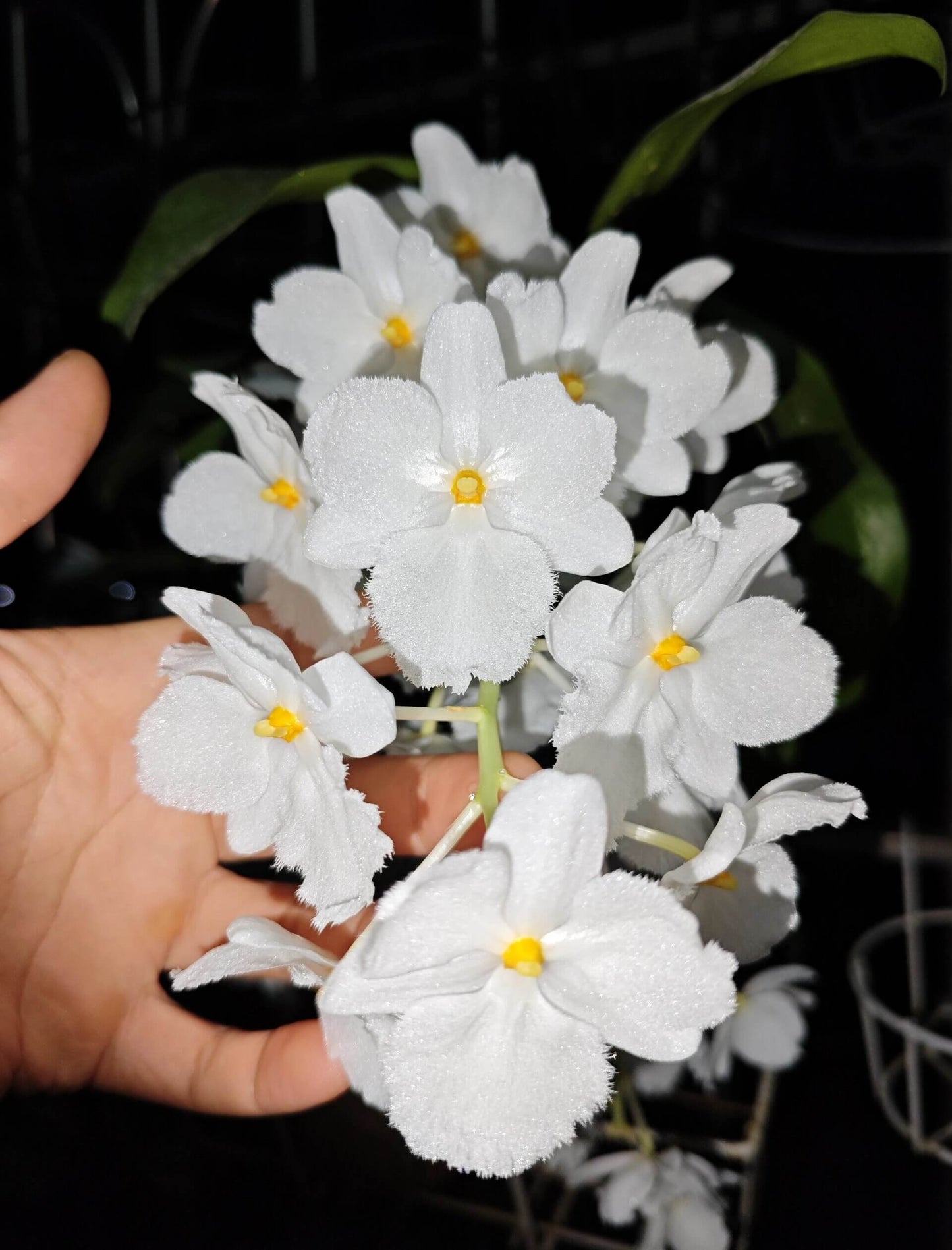 A strikingly rare pure‑white (album) form of Dendrobium farmeri, distinguished by its petaloid lip that mirrors the other petals—making this a highly unusual double mutation. The compact, vigorous plant blooms in spring on both new and old canes, sending out pendulous inflorescences up to 8″ long, covered in fragrant, daisy‑like white flowers (~2–2.5″ across) with yellow anther caps. Native to the eastern Himalayas and Southeast Asia (500–3,300 ft), it thrives in shaded, well‑ventilated conditions.